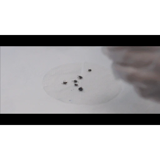 All Natural Tick Spray - Image 2