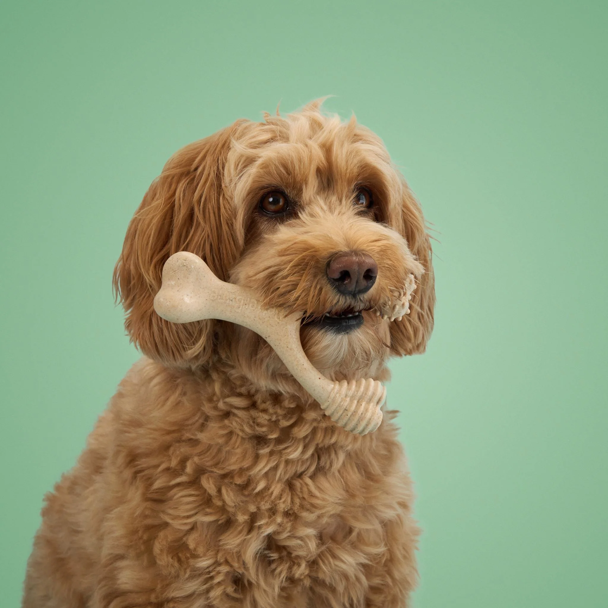 BetterBone MODERATE Chew Toy - Image 12