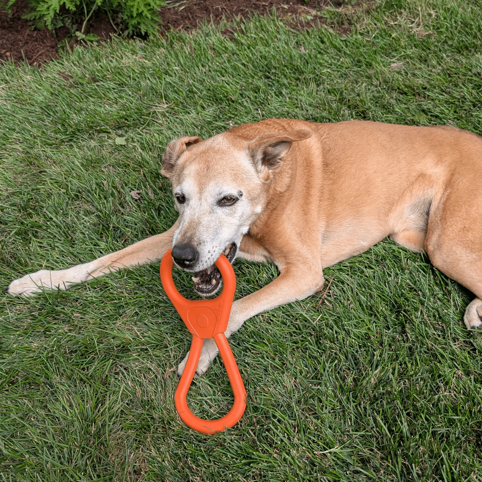 Chew Toys - Image 14