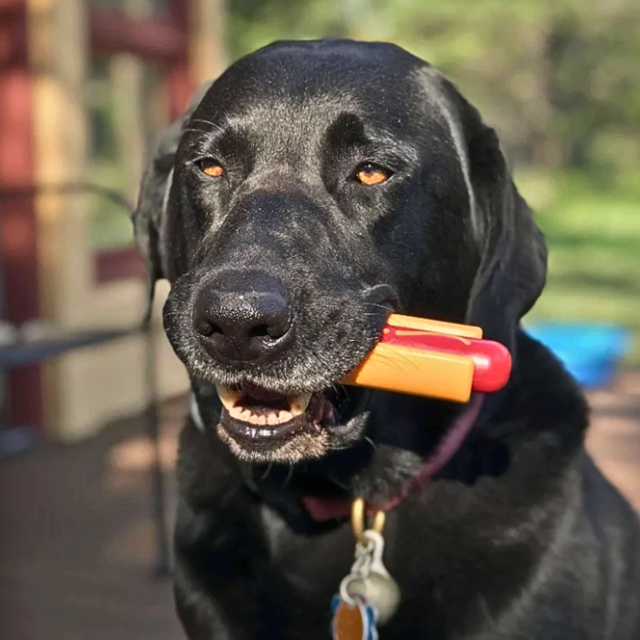 Chew Toys - Image 19