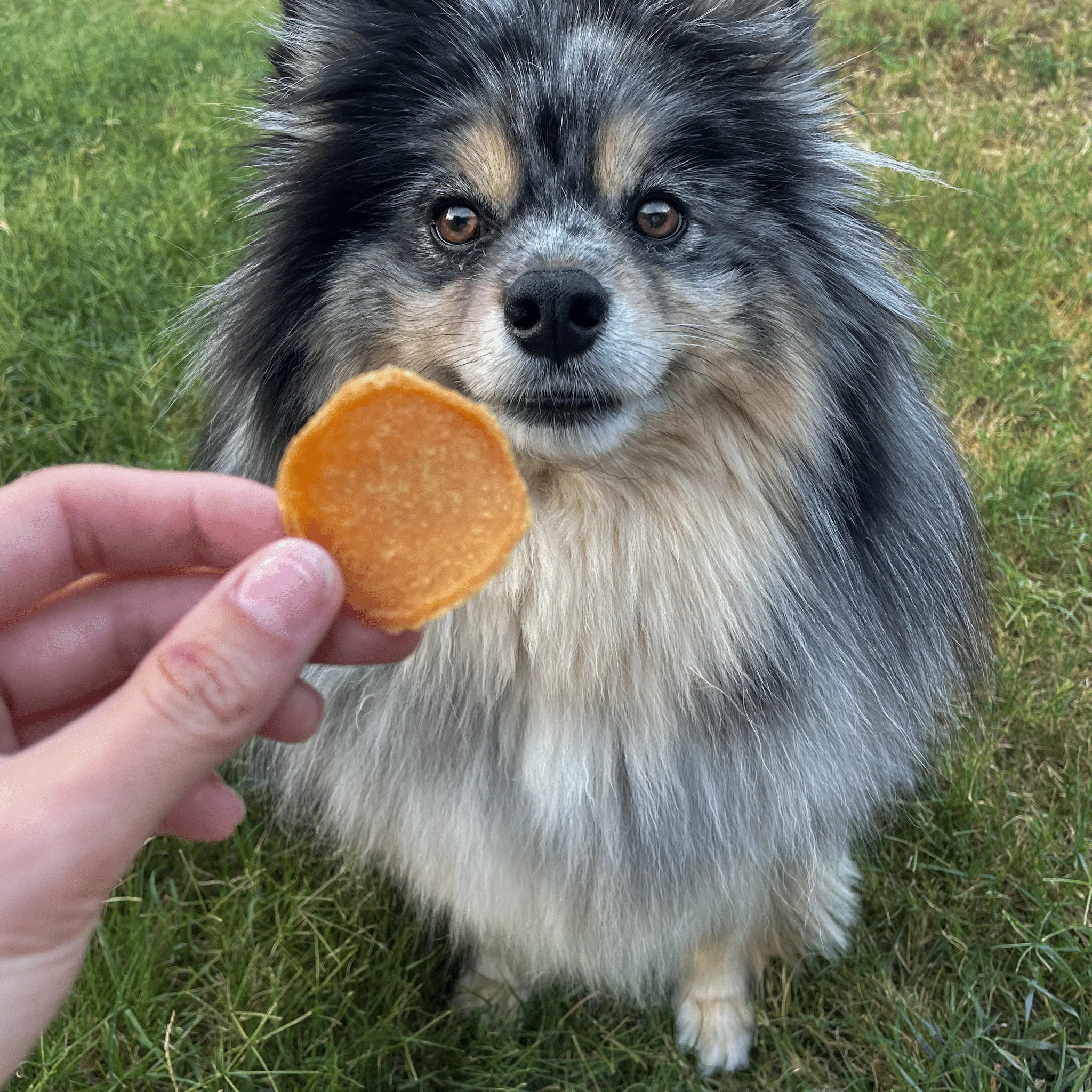 Chicago Chicken Chips for Dogs | Dog Treats To Celebrate Our Hometown - Image 4
