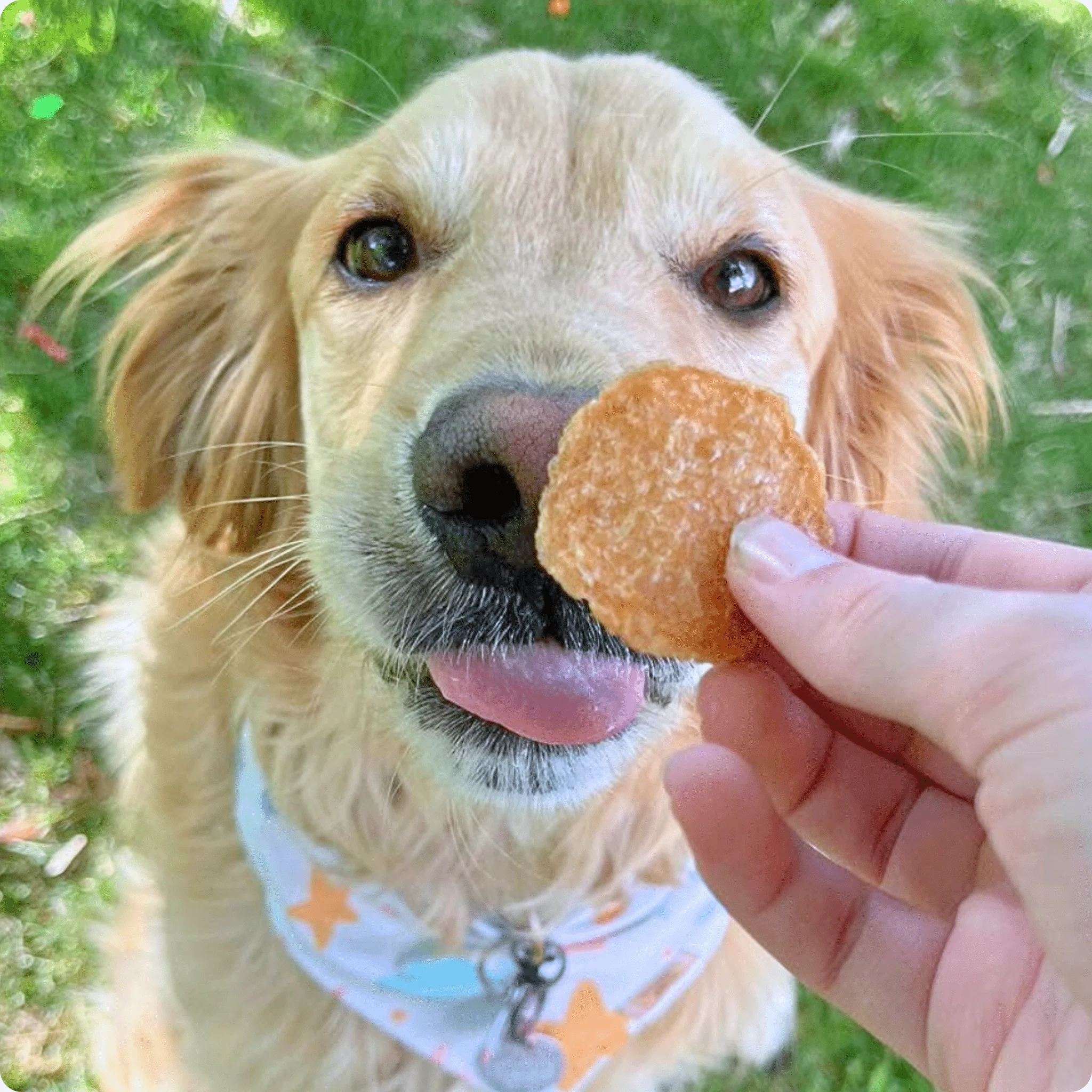 Chicken Chips for Dogs | All-Natural Single-Ingredient Dog Treats - Image 3