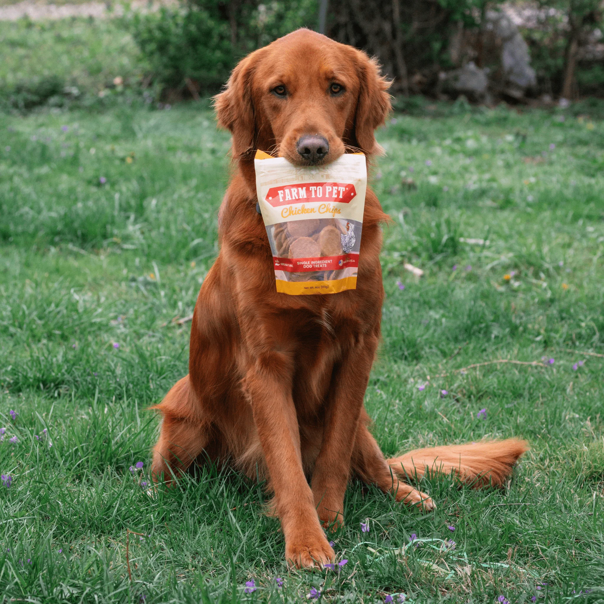 Chicken Chips for Dogs | All-Natural Single-Ingredient Dog Treats - Image 4