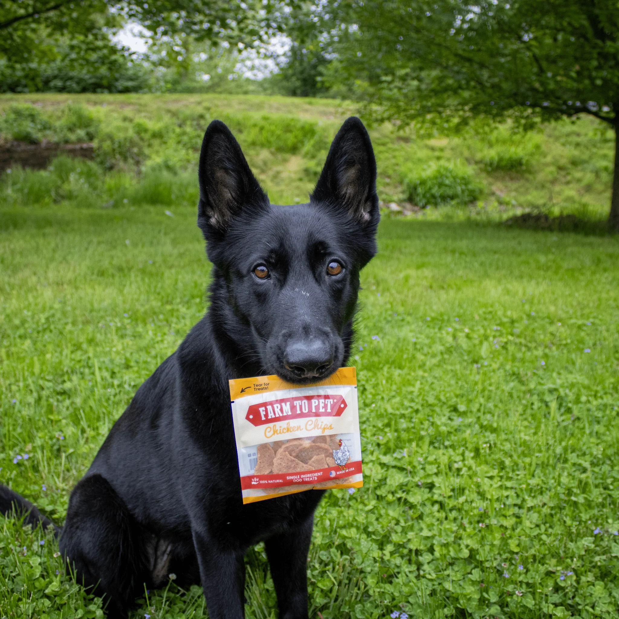 Chicken Chips Snack Pack Bundles | Dog Party Favors & Training Treats - Image 5