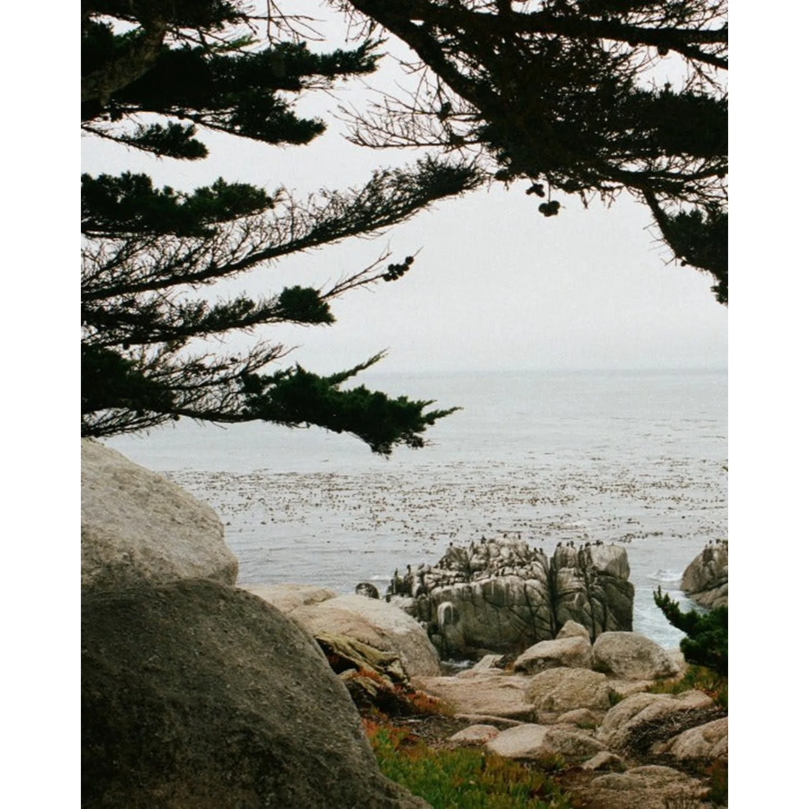 Coastal Pine Bar Soap 3-Pack - Image 3