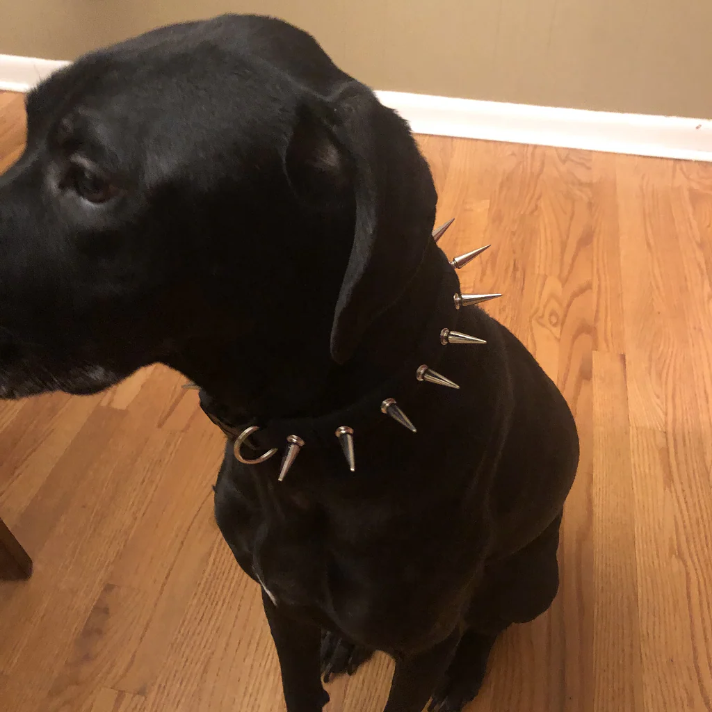 CoyoteCollar - Image 6