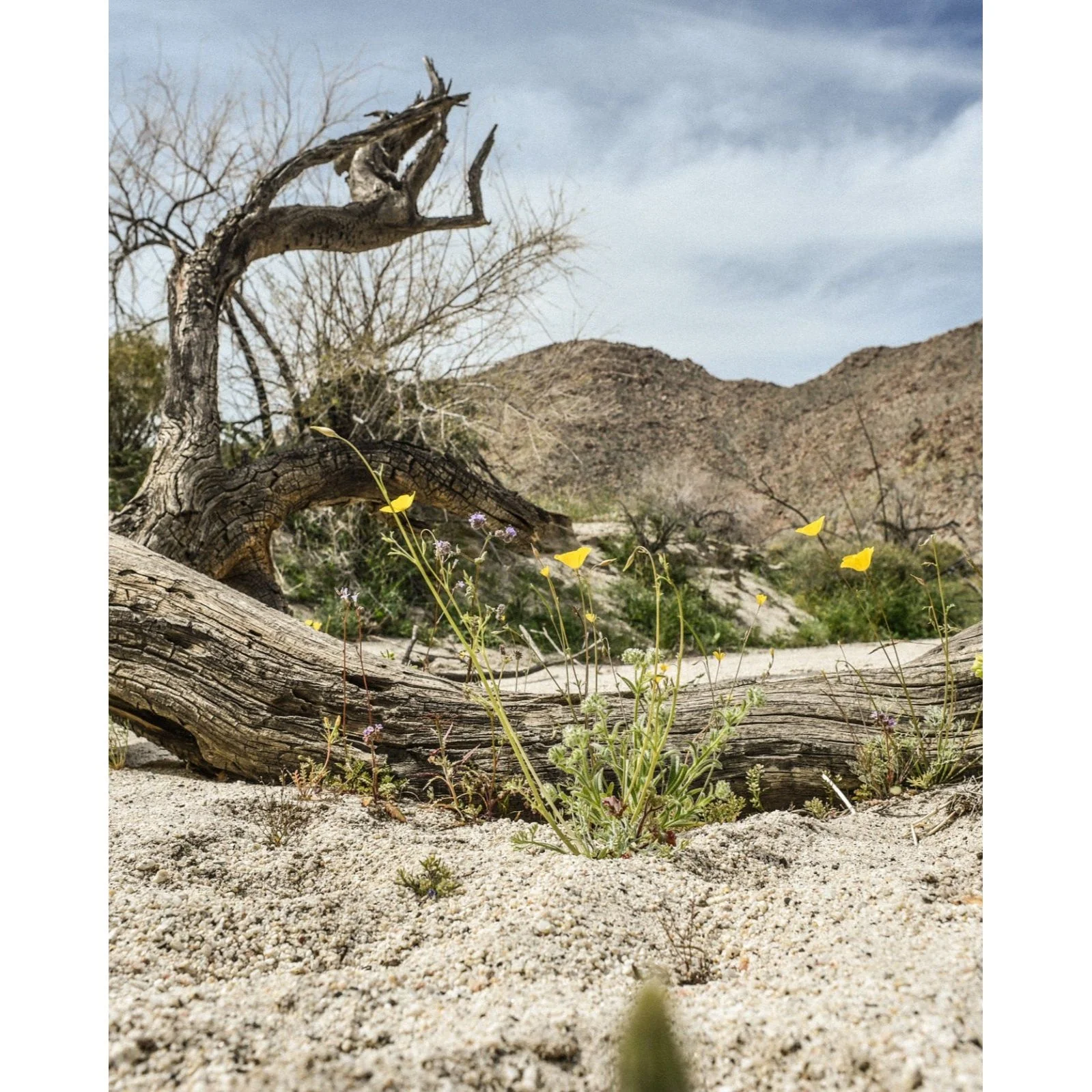 Desert Cedar Essential Oil Candle - Image 3