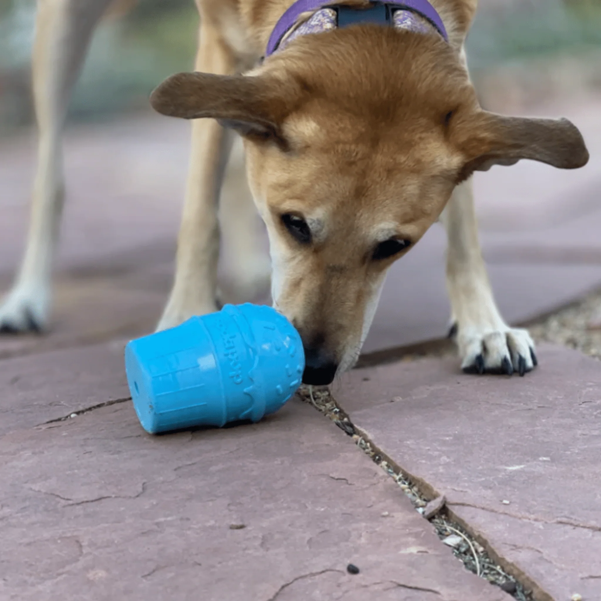Dog Treat Dispensers - Image 8