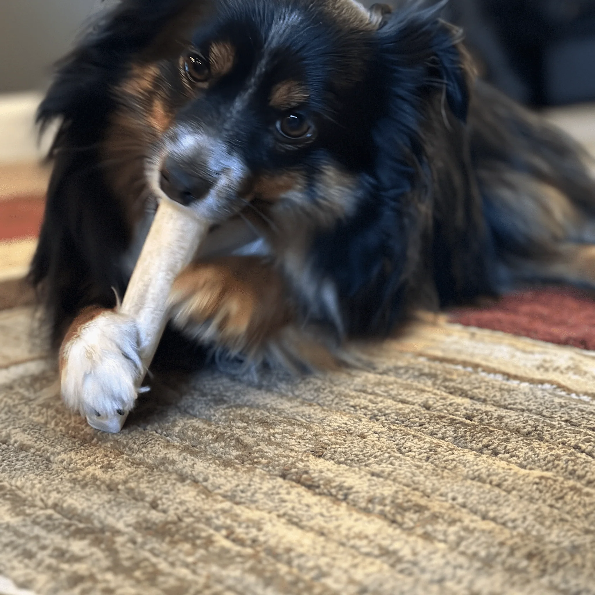 Elk Antler Dog Chews | All-Natural Whole and Split Elk Antler Chews for Dogs - Image 13