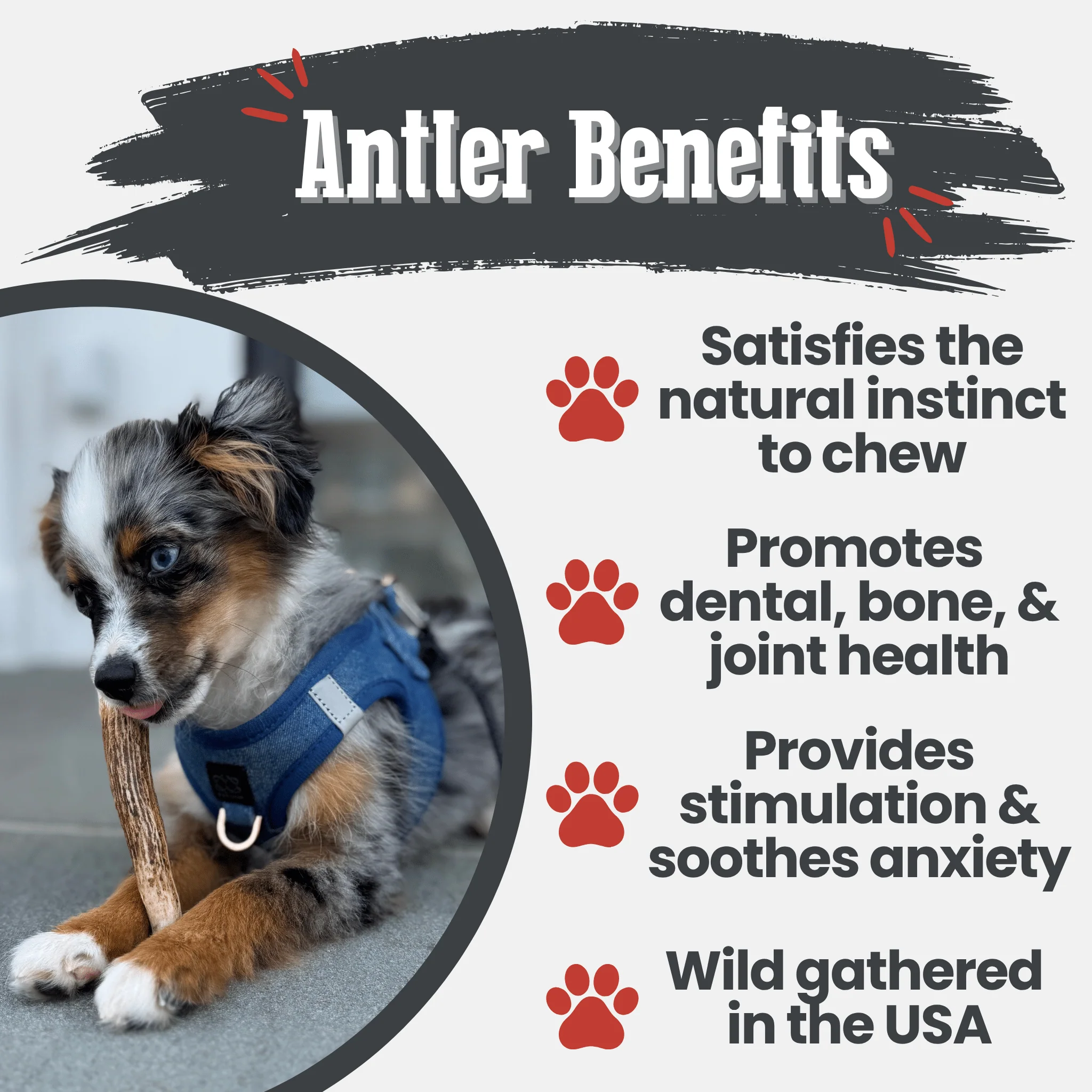 Elk Antler Dog Chews | All-Natural Whole and Split Elk Antler Chews for Dogs - Image 15