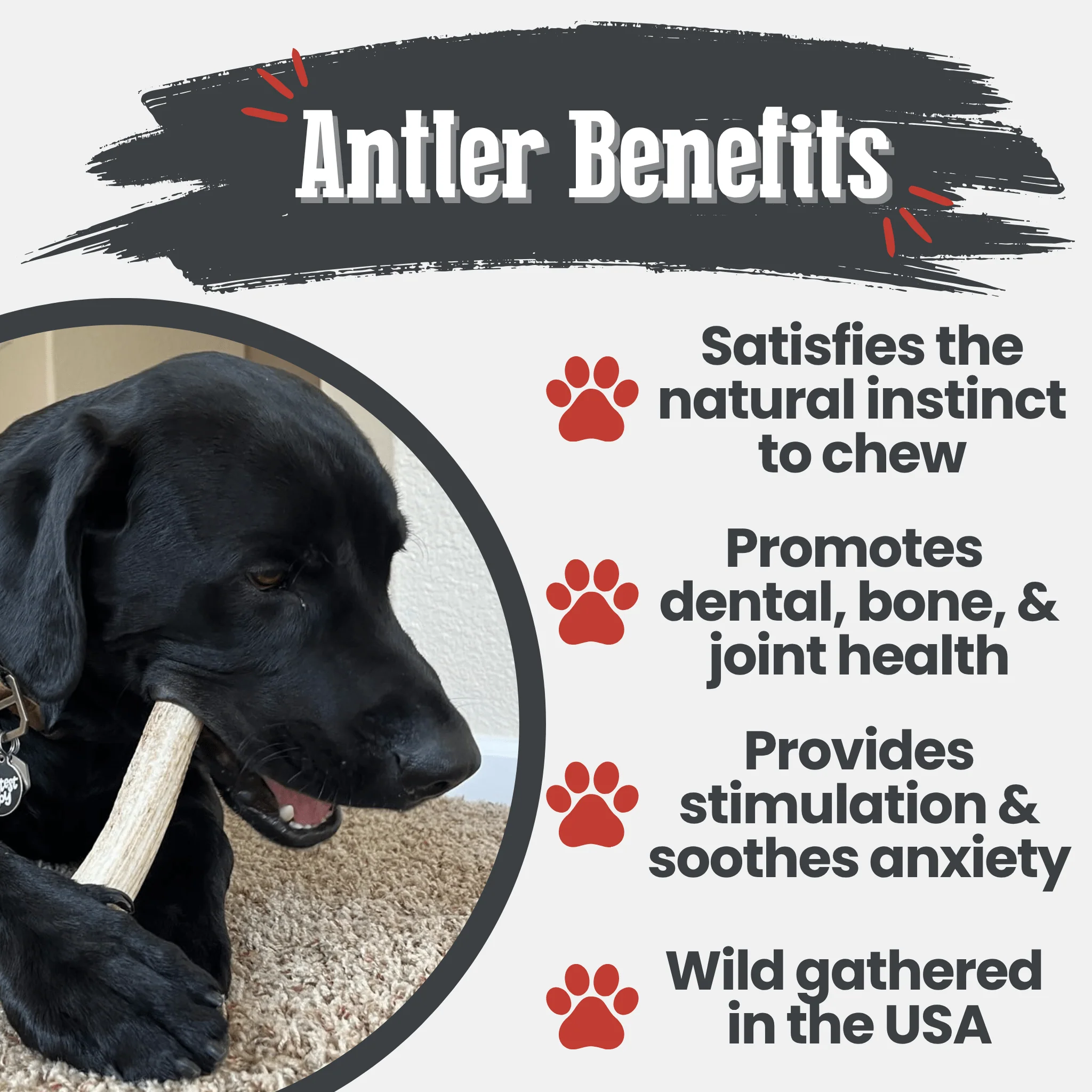 Elk Antler Dog Chews | All-Natural Whole and Split Elk Antler Chews for Dogs - Image 29