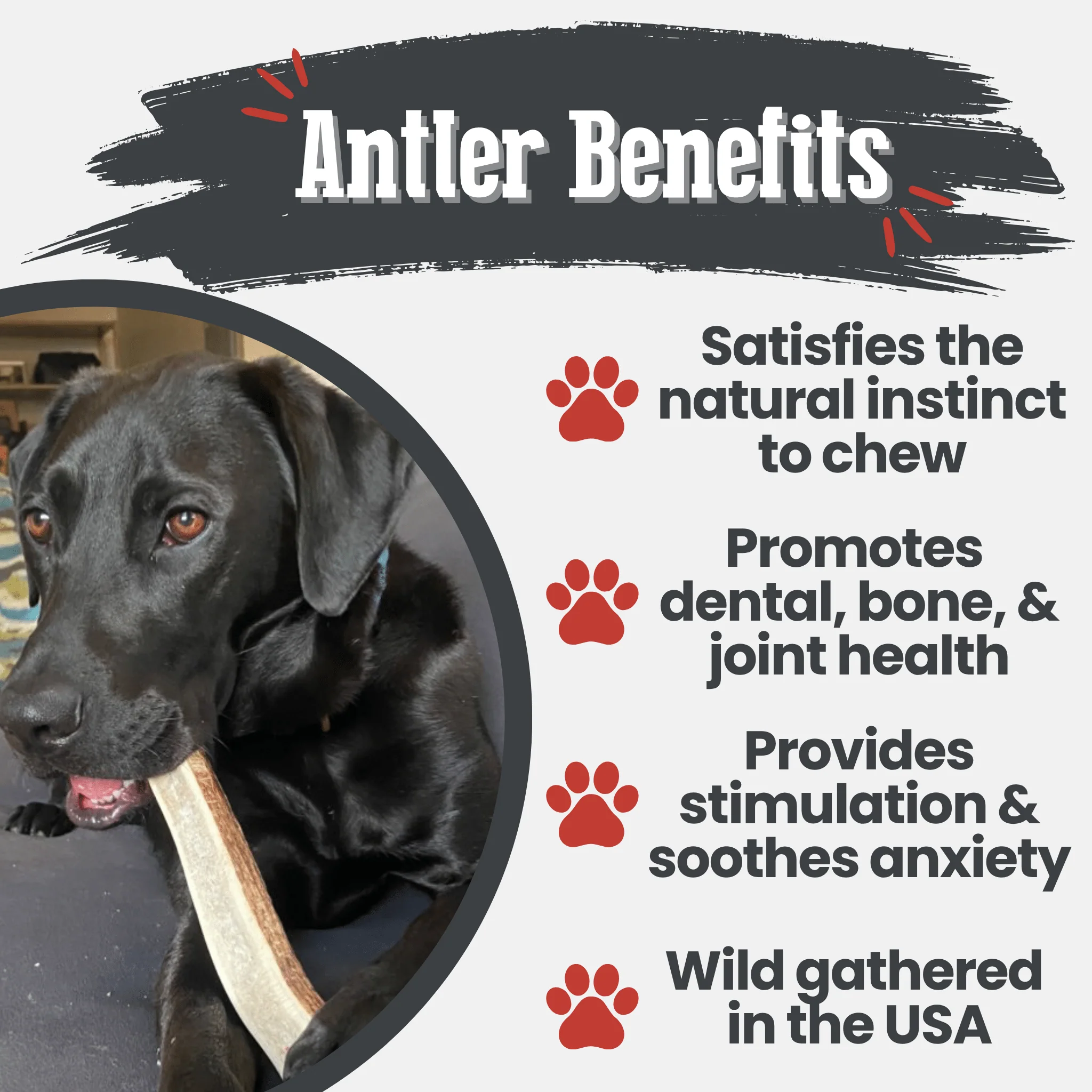 Elk Antler Dog Chews | All-Natural Whole and Split Elk Antler Chews for Dogs - Image 36