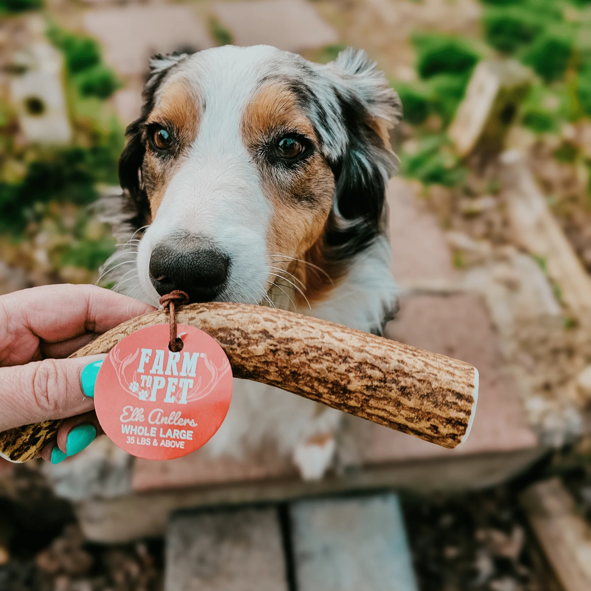 Elk Antler Dog Chews | All-Natural Whole and Split Elk Antler Chews for Dogs - Image 40
