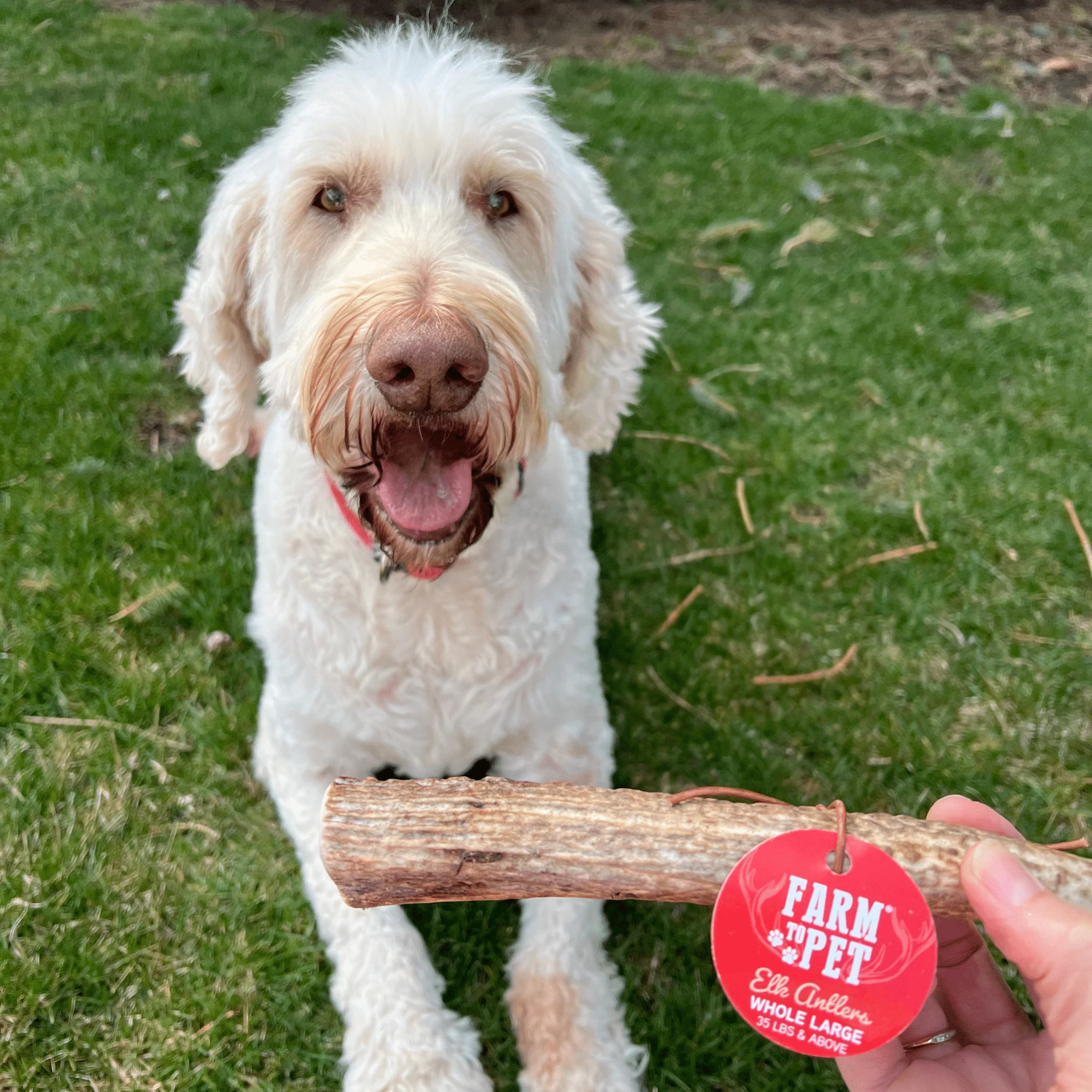 Elk Antler Dog Chews | All-Natural Whole and Split Elk Antler Chews for Dogs - Image 41