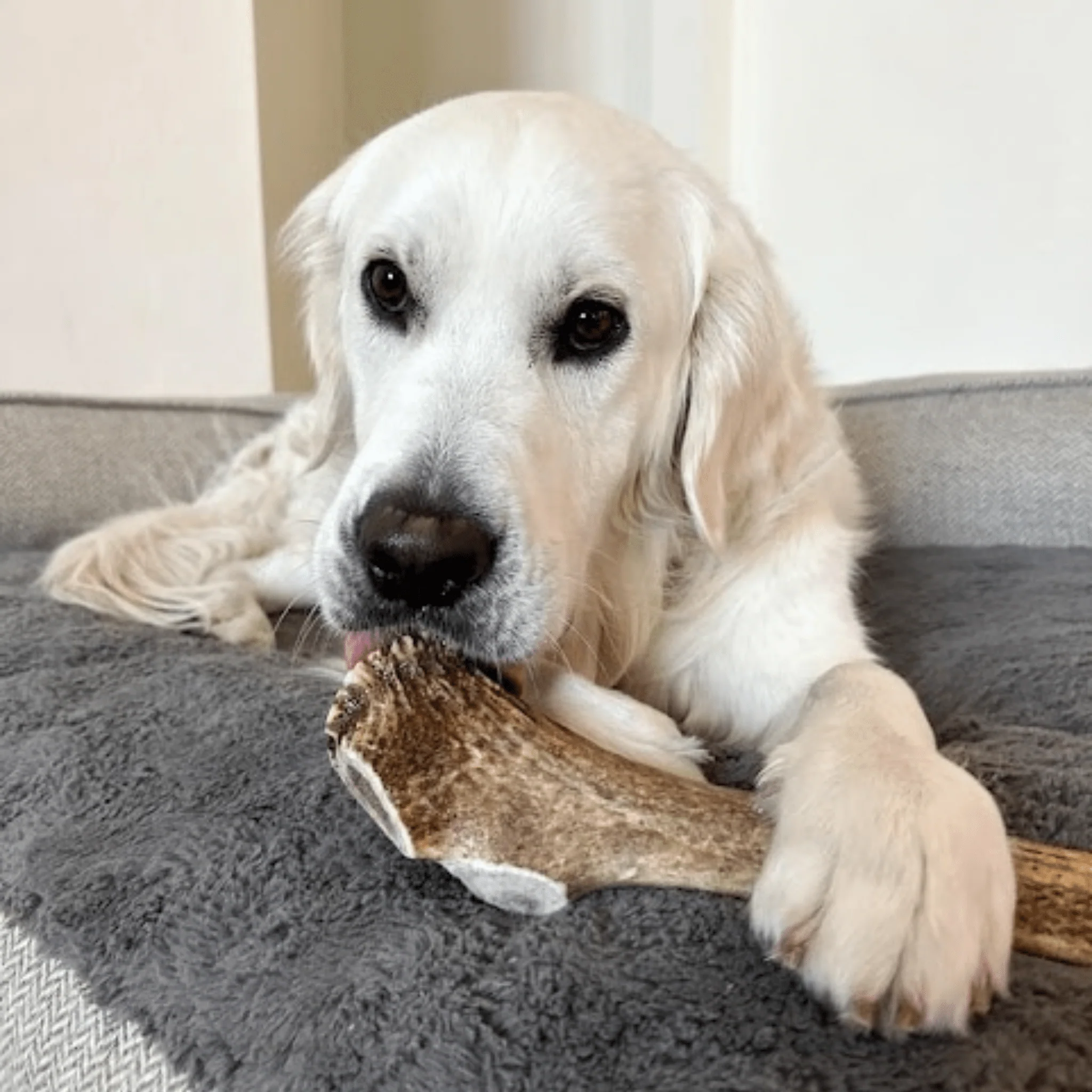 Elk Antler Dog Chews | All-Natural Whole and Split Elk Antler Chews for Dogs - Image 49