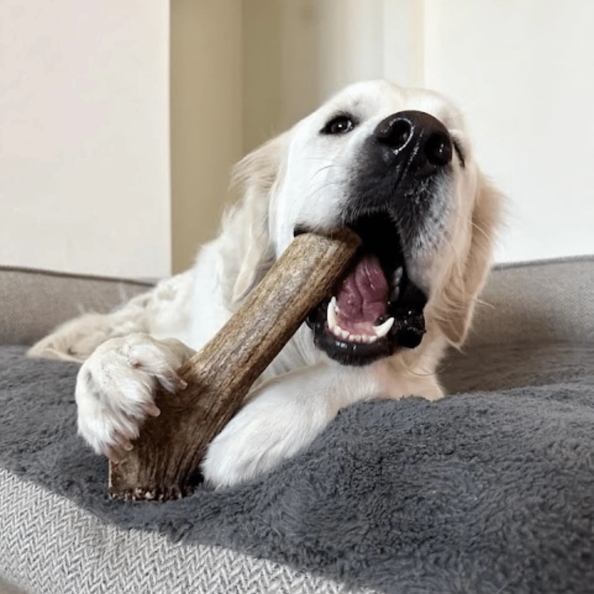 Elk Antler Dog Chews | All-Natural Whole and Split Elk Antler Chews for Dogs - Image 54