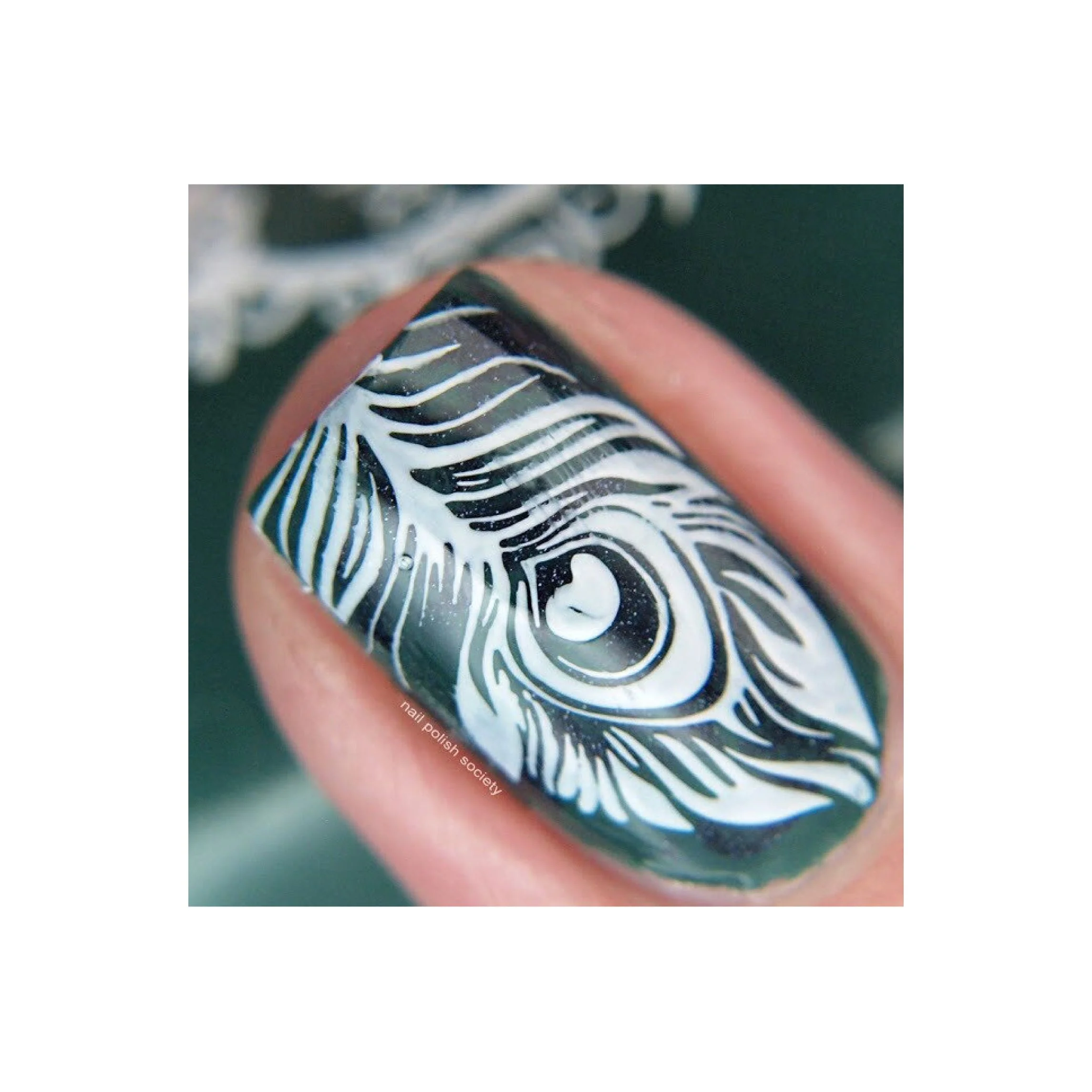 Fabulous Feathers - Image 8