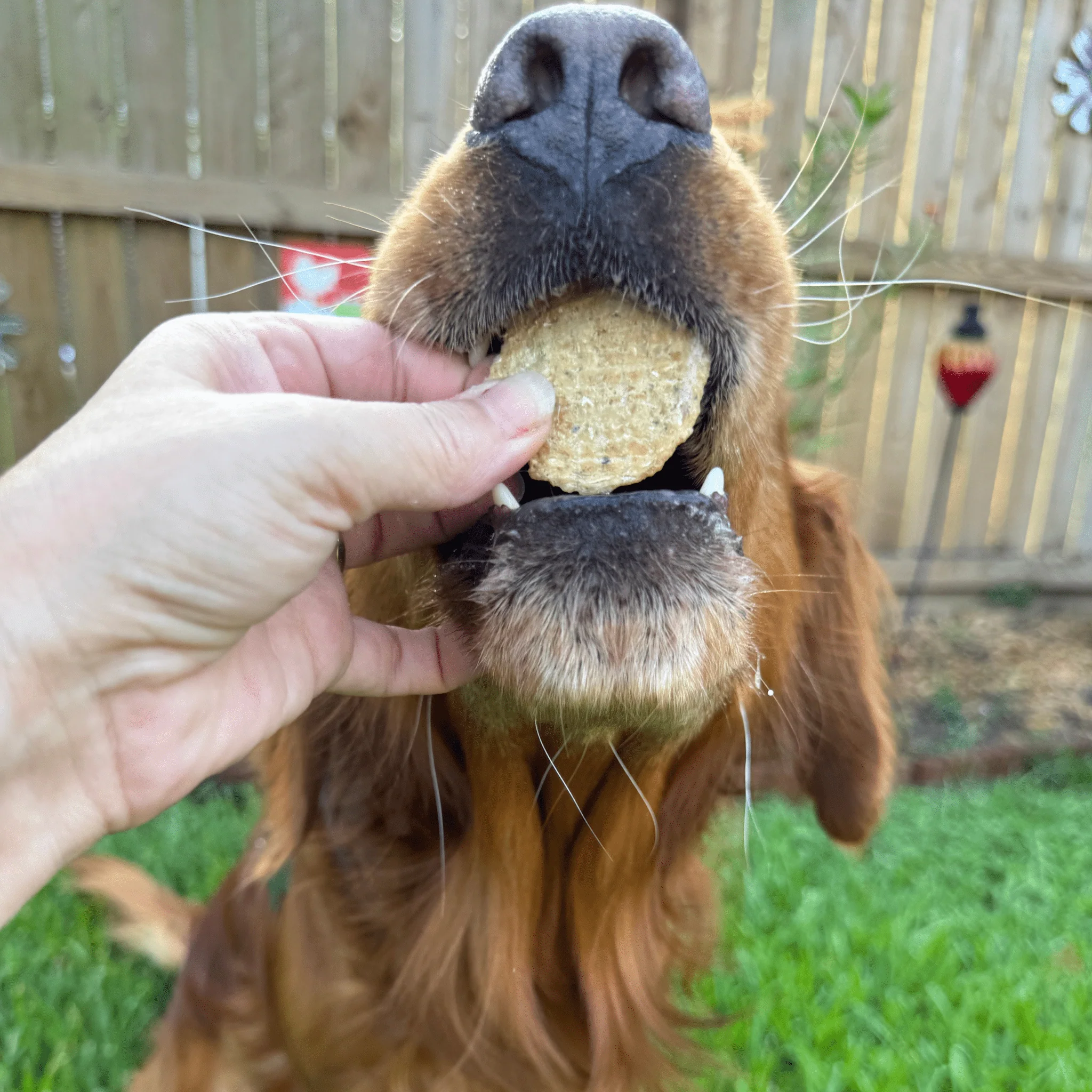 Fish Chips Snack Pack Bundles | Dog Treats for Training & Travel - Image 19
