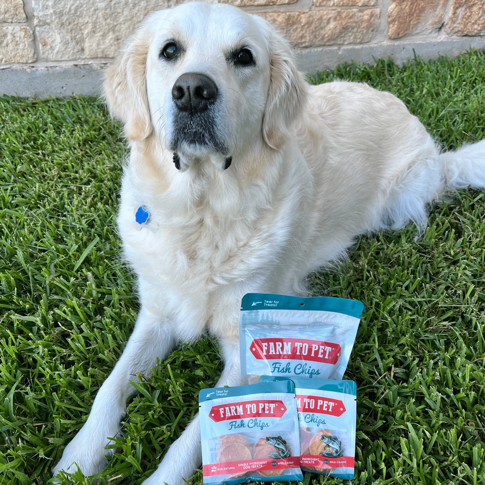 Fish Chips Snack Pack Bundles | Dog Treats for Training & Travel - Image 20