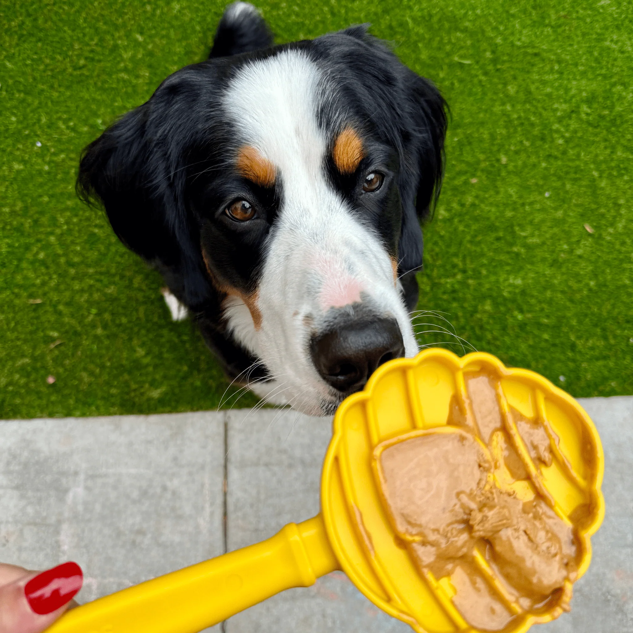 Lick Sticks | Interactive Dog Training Toy - Image 12