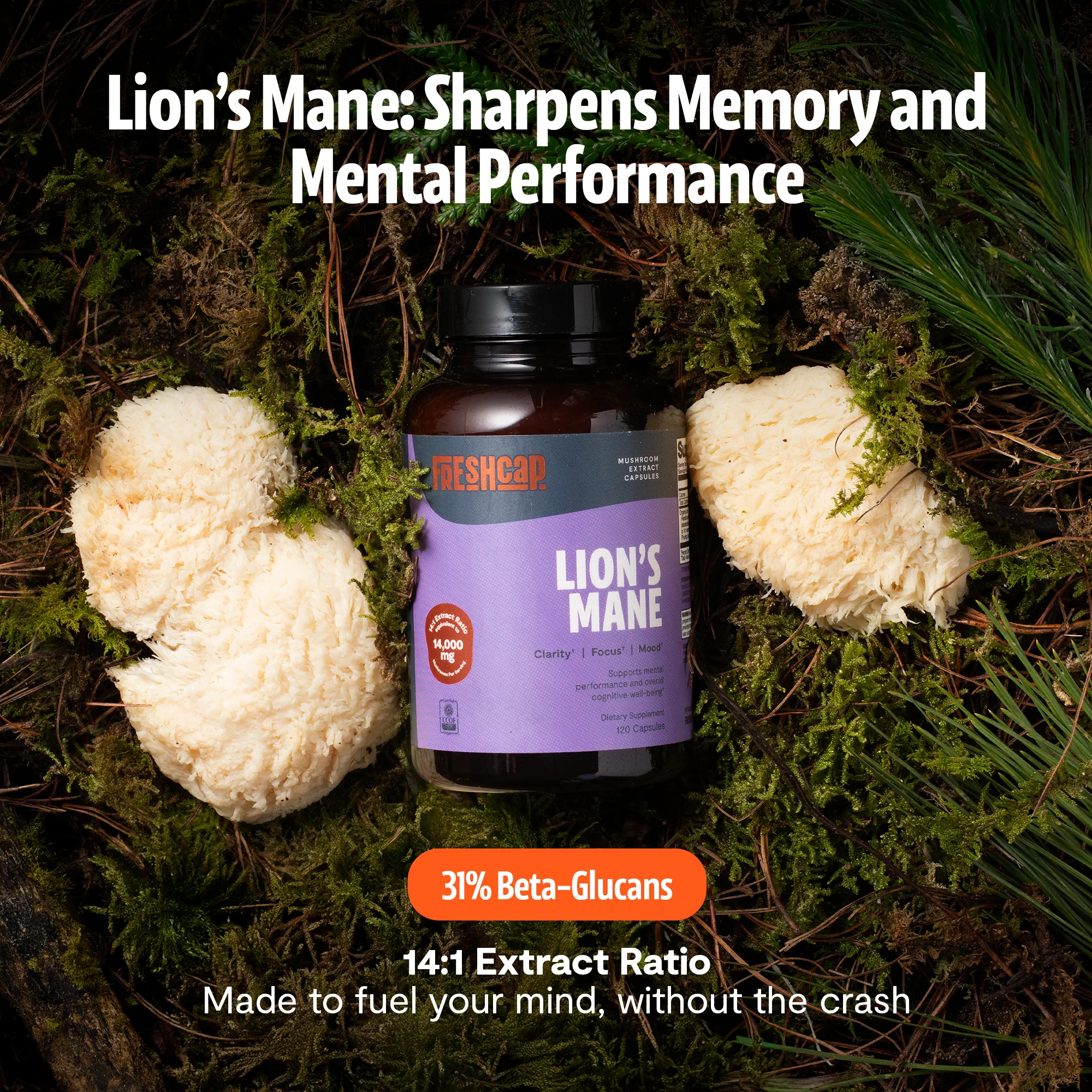 Organic Lion’s Mane Capsules - Image 17