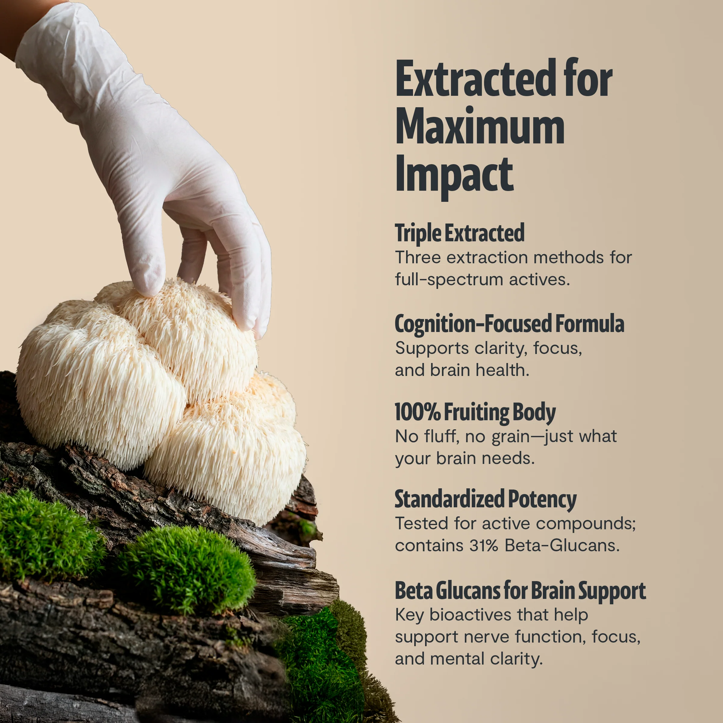 Organic Lion’s Mane Mushroom Powder - Image 34