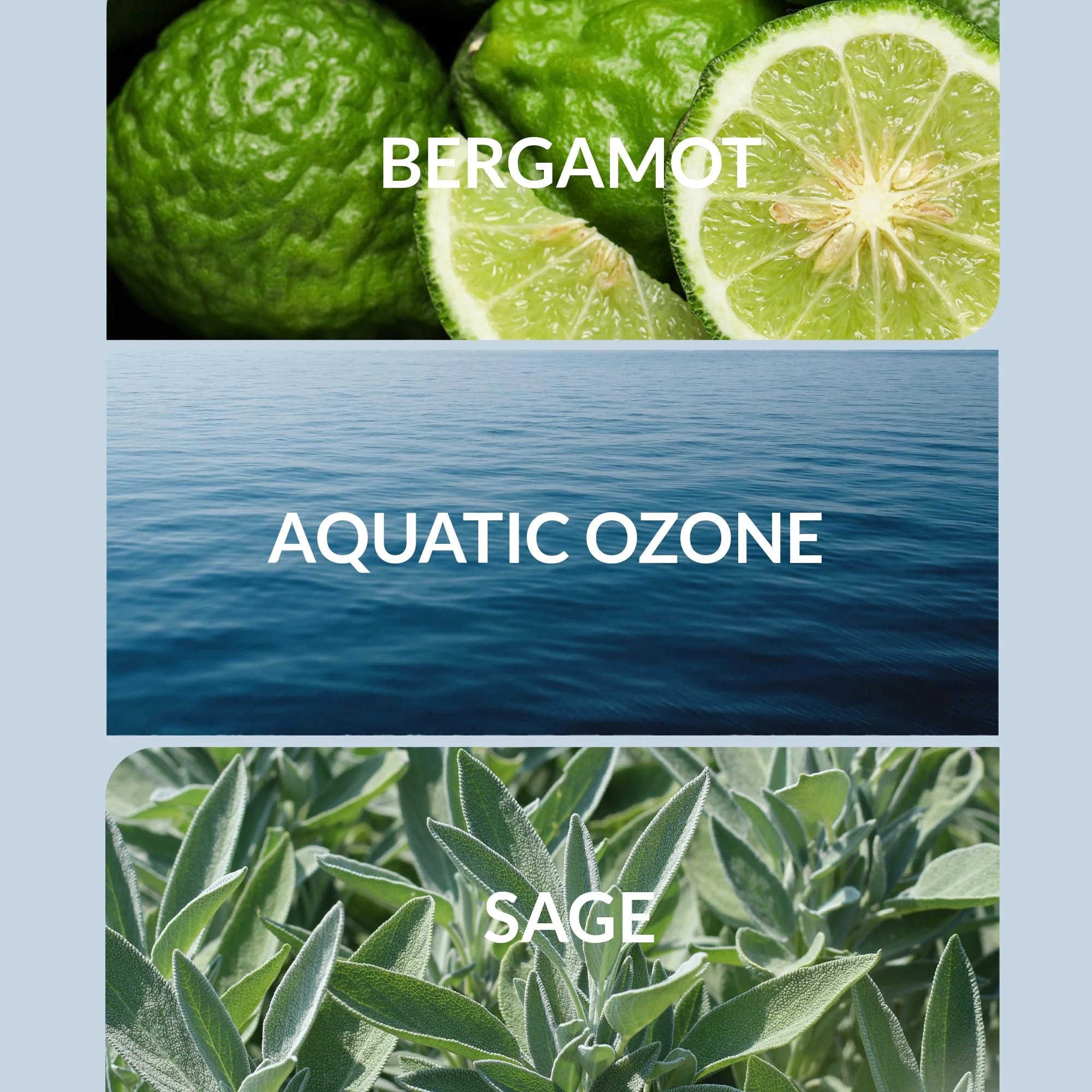 Ocean Eyes - Image 2