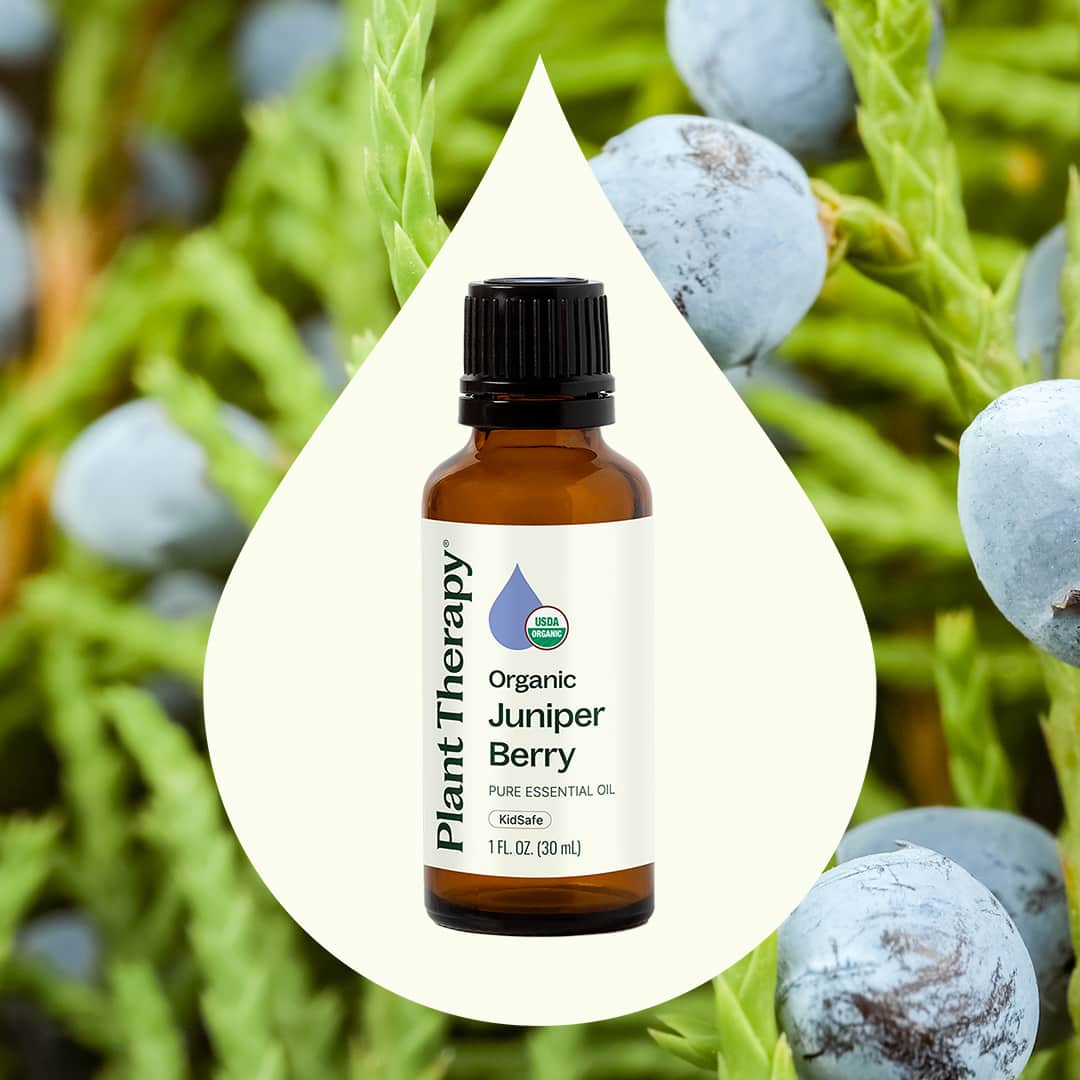 Organic Juniper Berry Essential Oil - Image 2