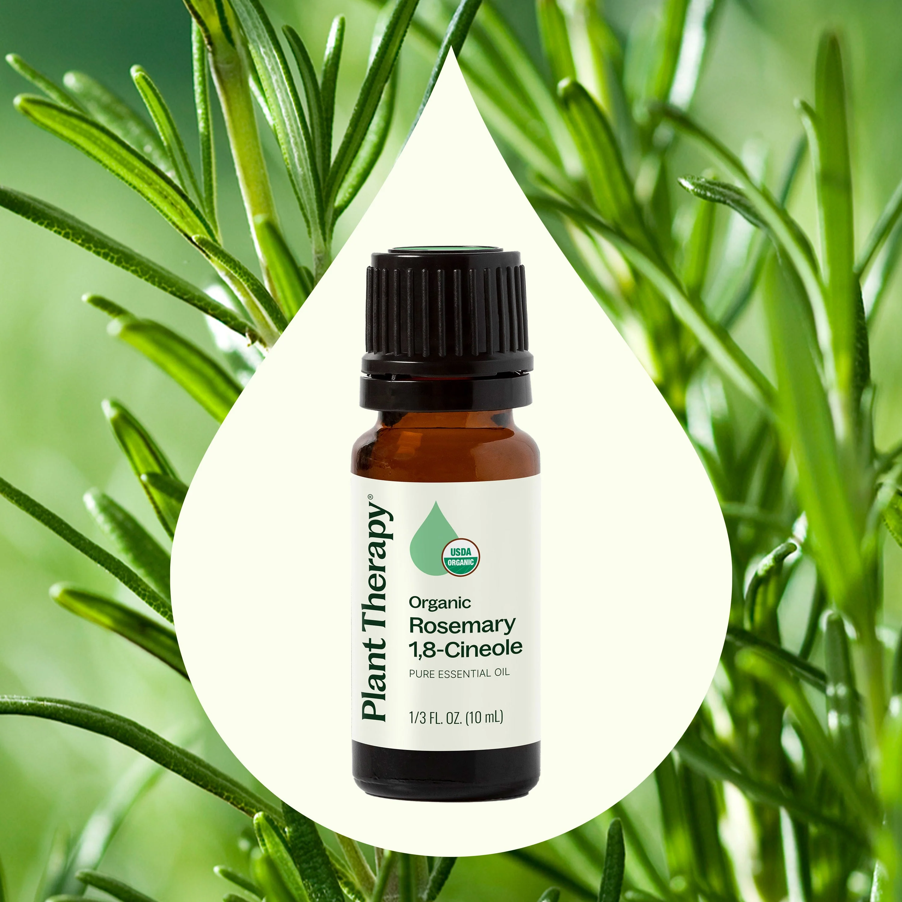 Organic Rosemary 1,8-Cineole Essential Oil - Image 4
