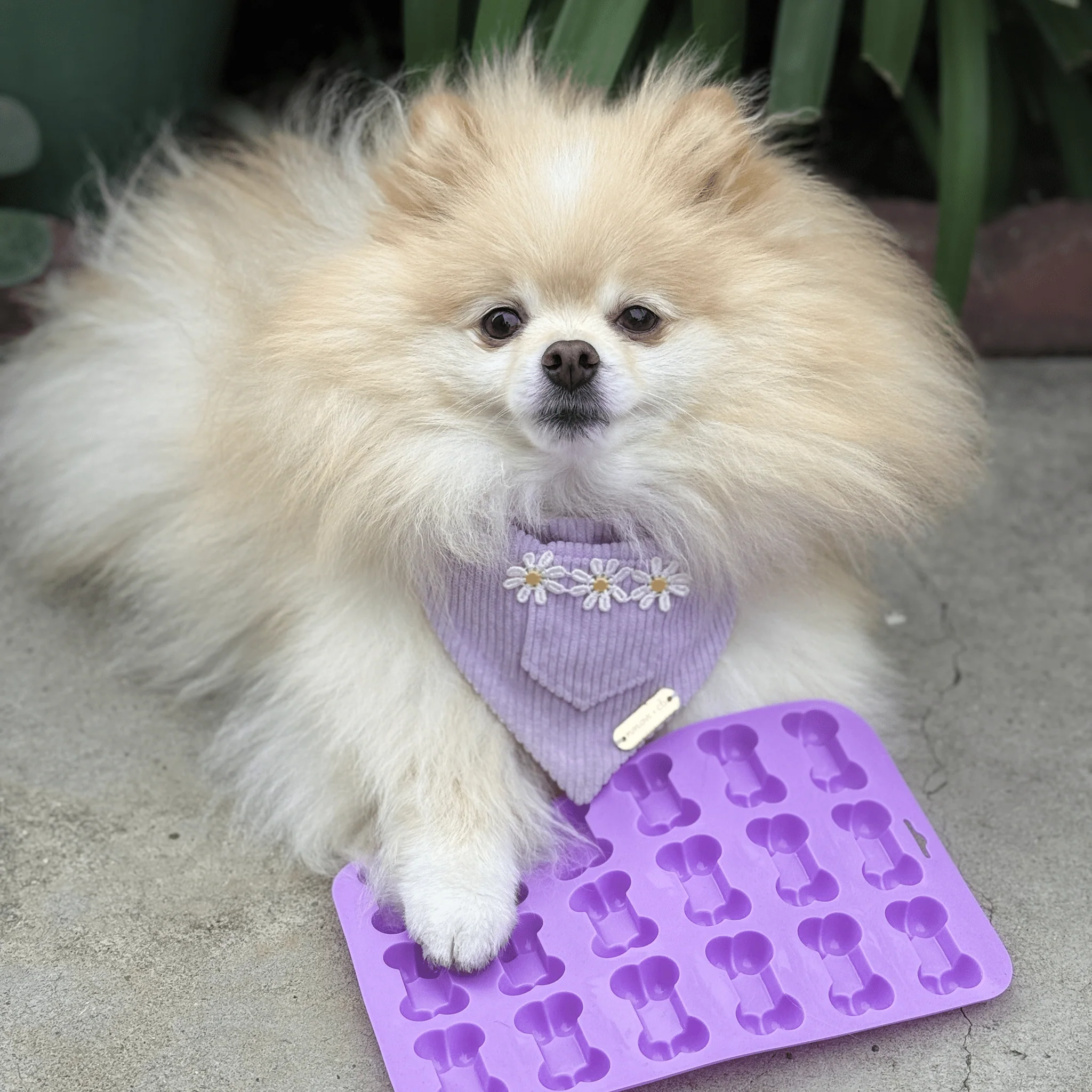 Pet Treat Molds - Image 7
