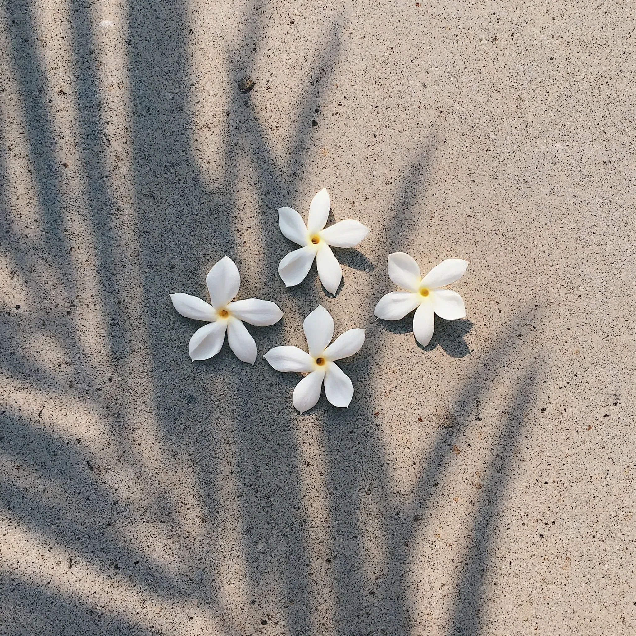 Pikake Jasmine Hand & Body Wash - Image 3