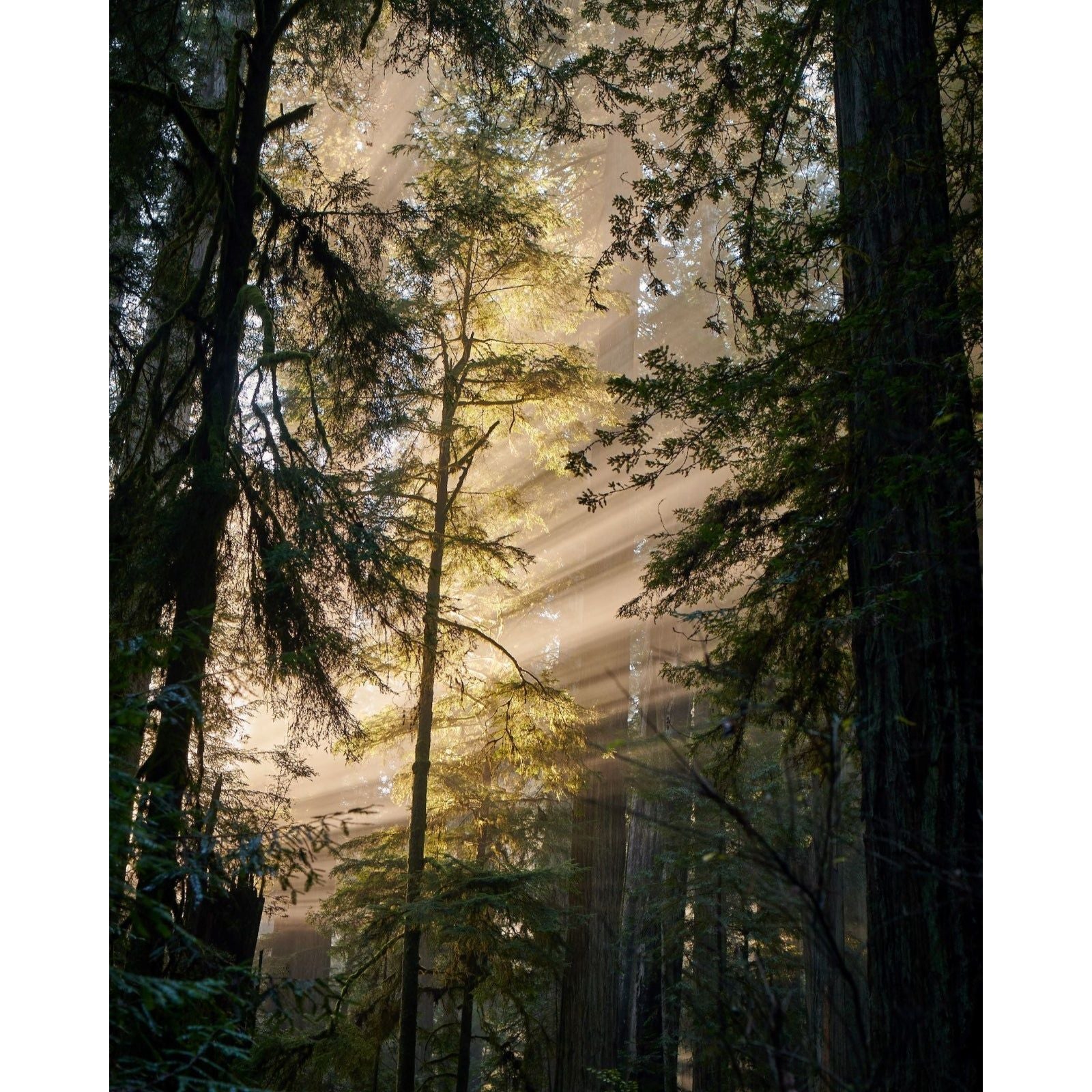 Redwood Mist Bar Soap 3-Pack - Image 3
