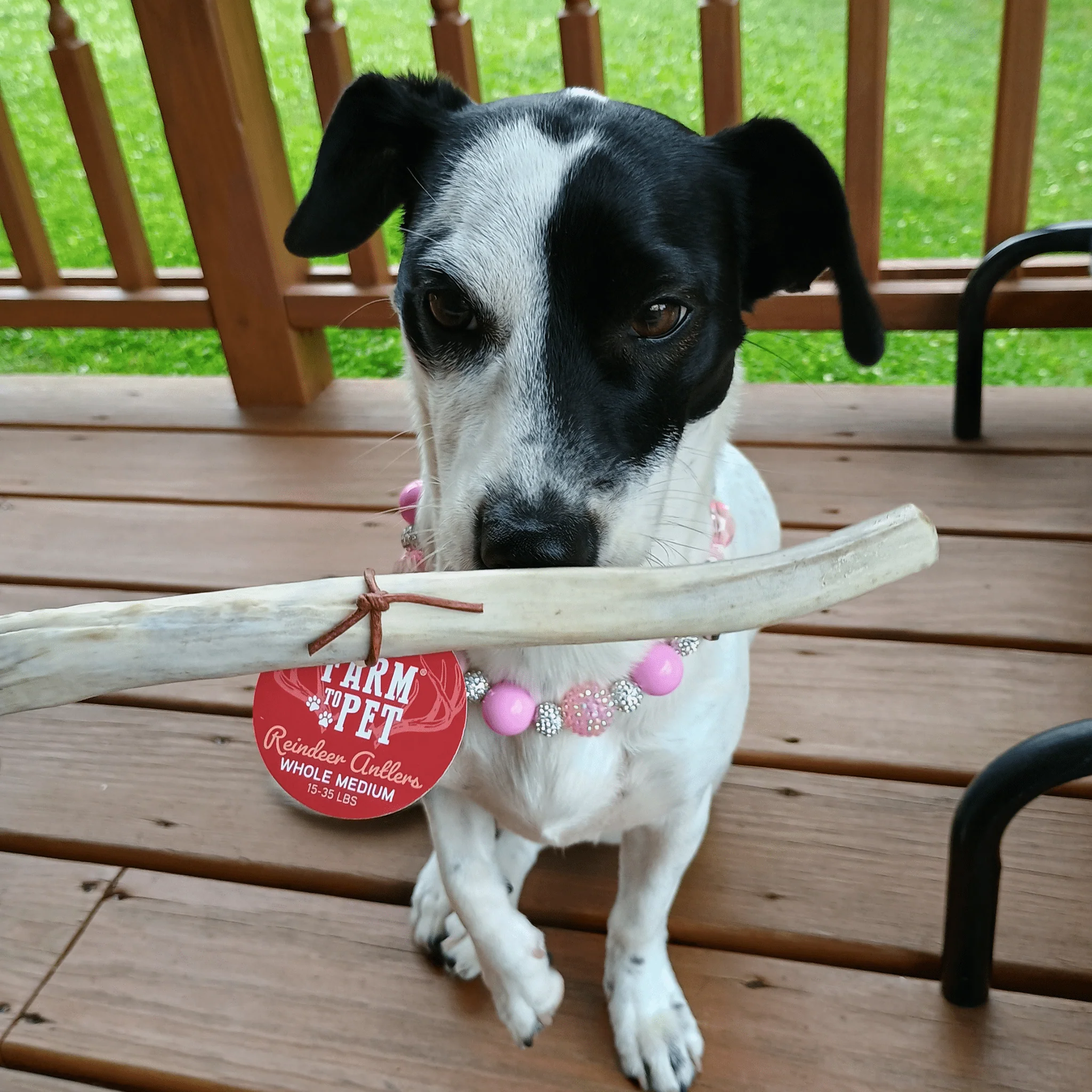Reindeer Antler Dog Chews | Organic Chews for Dogs - Image 26