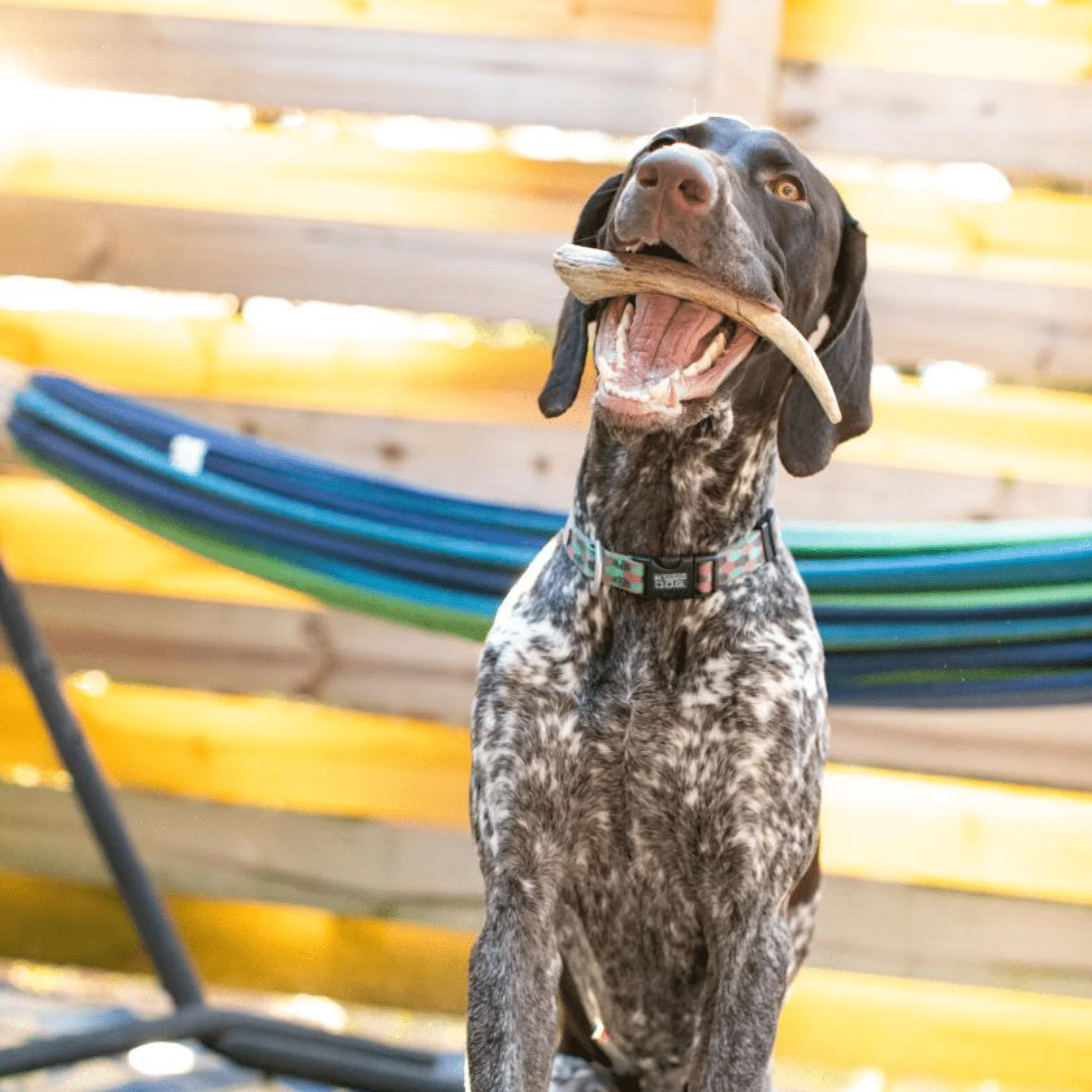Reindeer Antler Dog Chews | Organic Chews for Dogs - Image 27