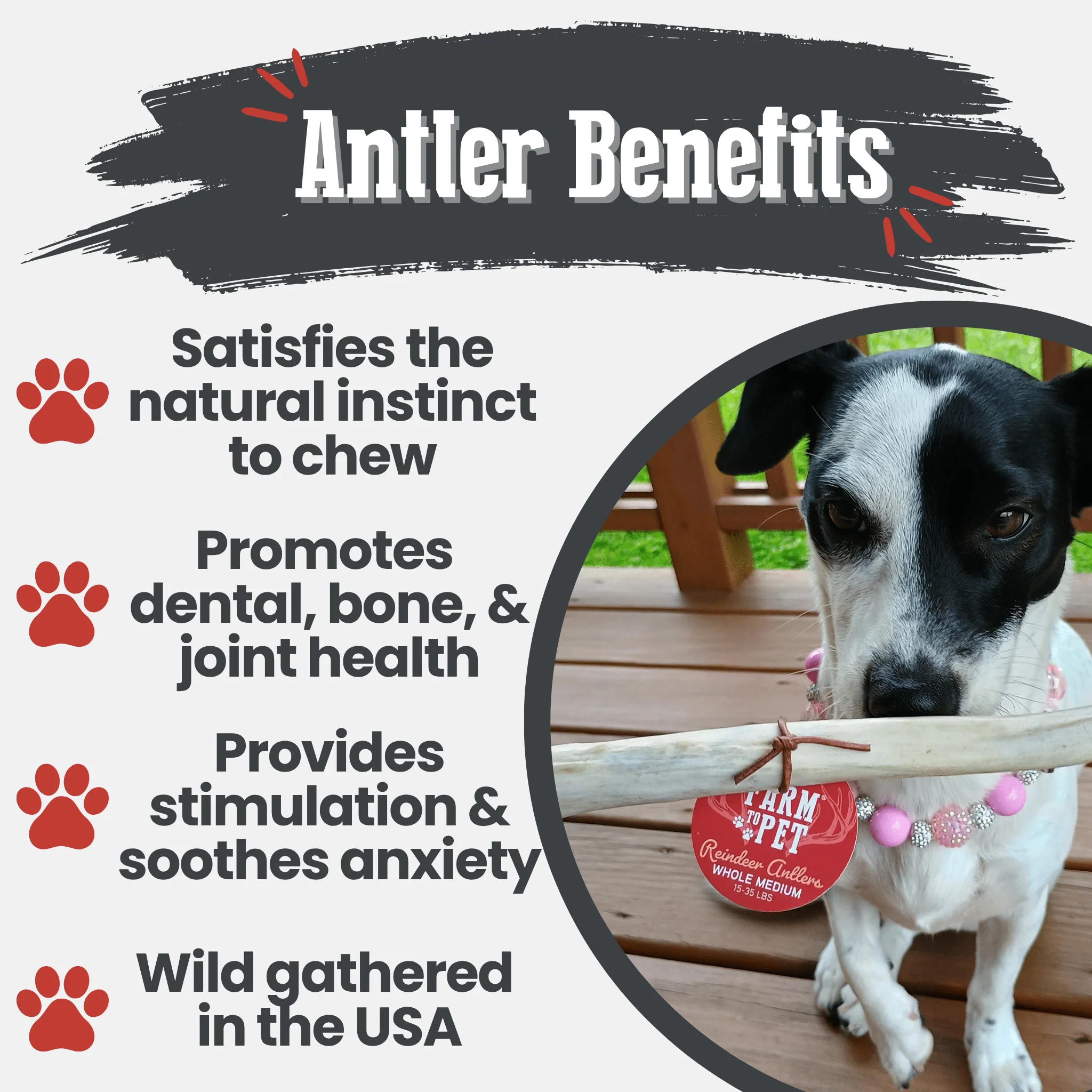 Reindeer Antler Dog Chews | Organic Chews for Dogs - Image 29