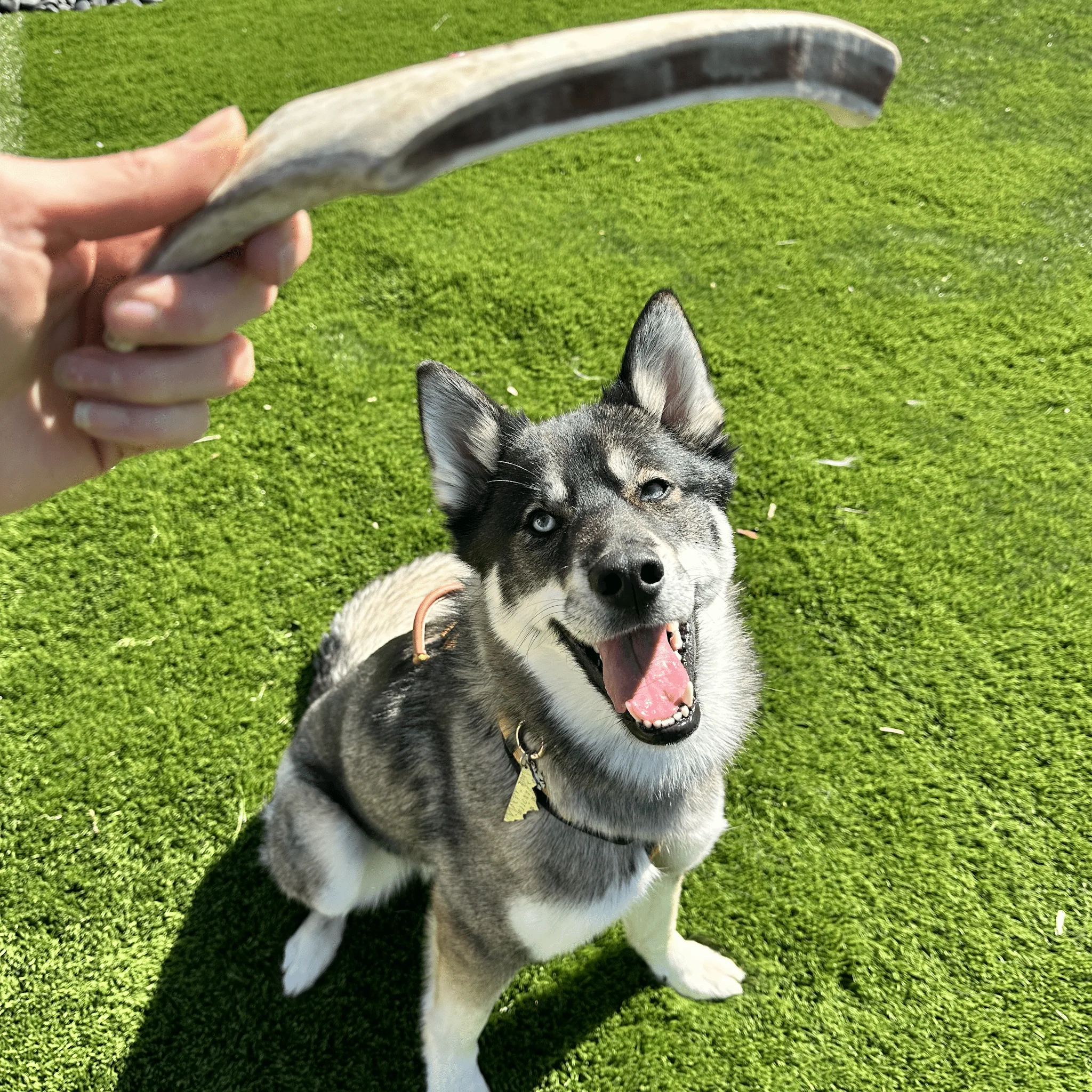 Reindeer Antler Dog Chews | Organic Chews for Dogs - Image 33