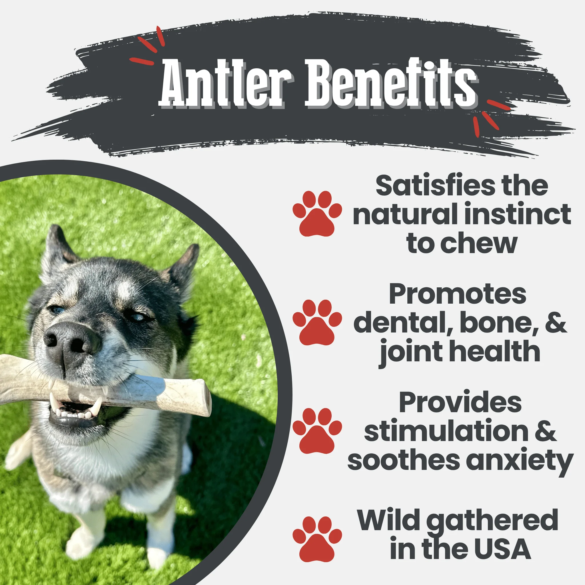 Reindeer Antler Dog Chews | Organic Chews for Dogs - Image 36