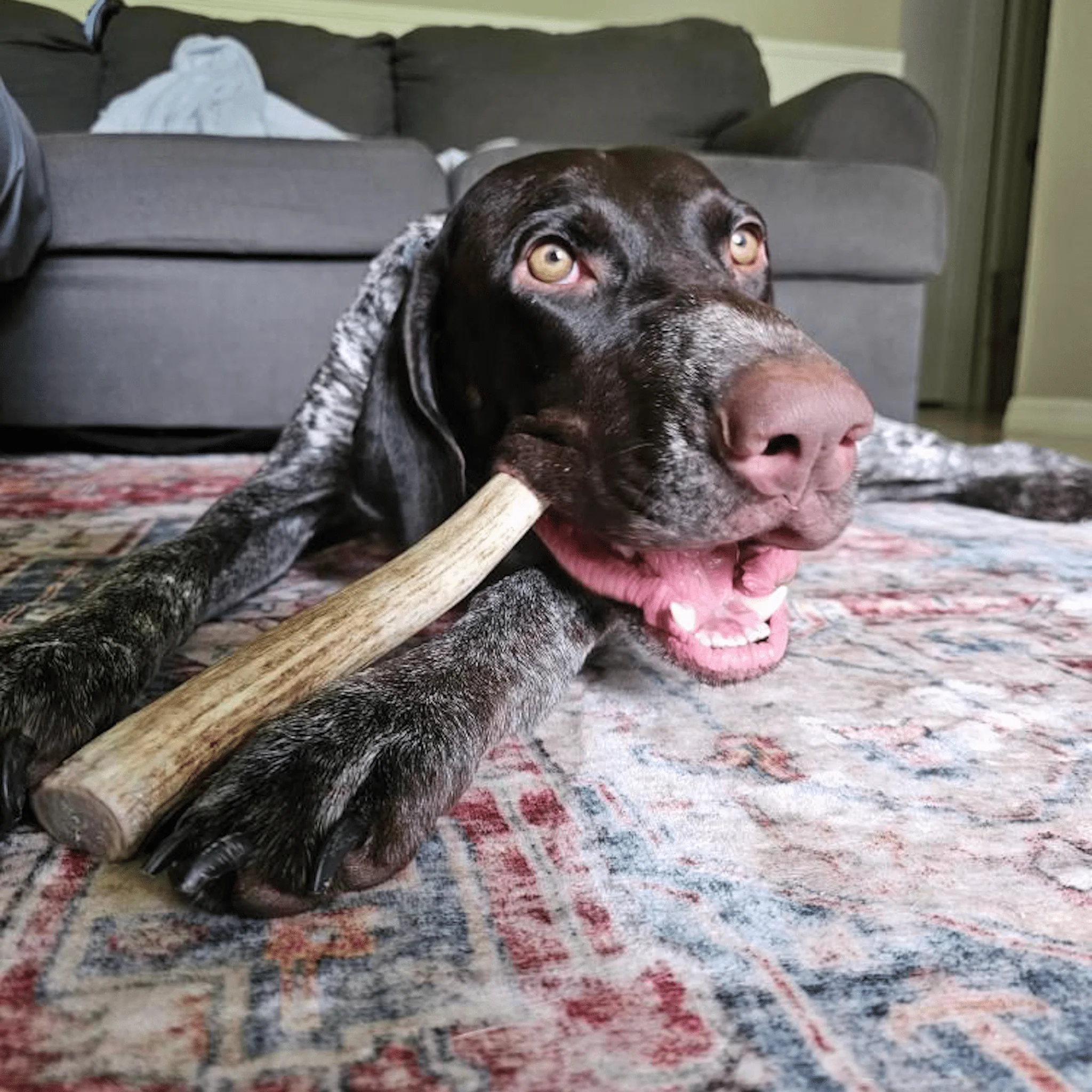 Reindeer Antler Dog Chews | Organic Chews for Dogs - Image 41