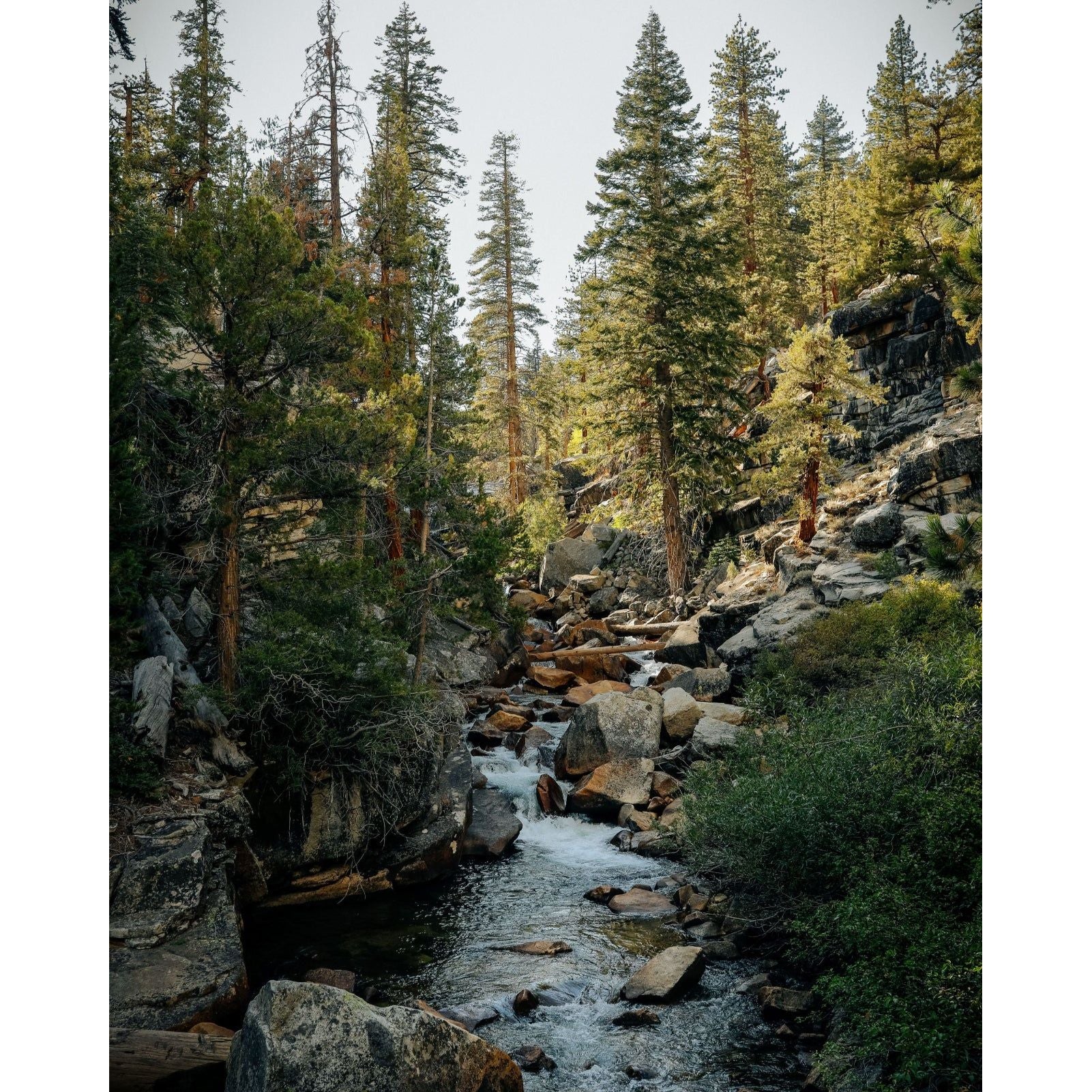 Sierra Forest Bar Soap 3-Pack - Image 3