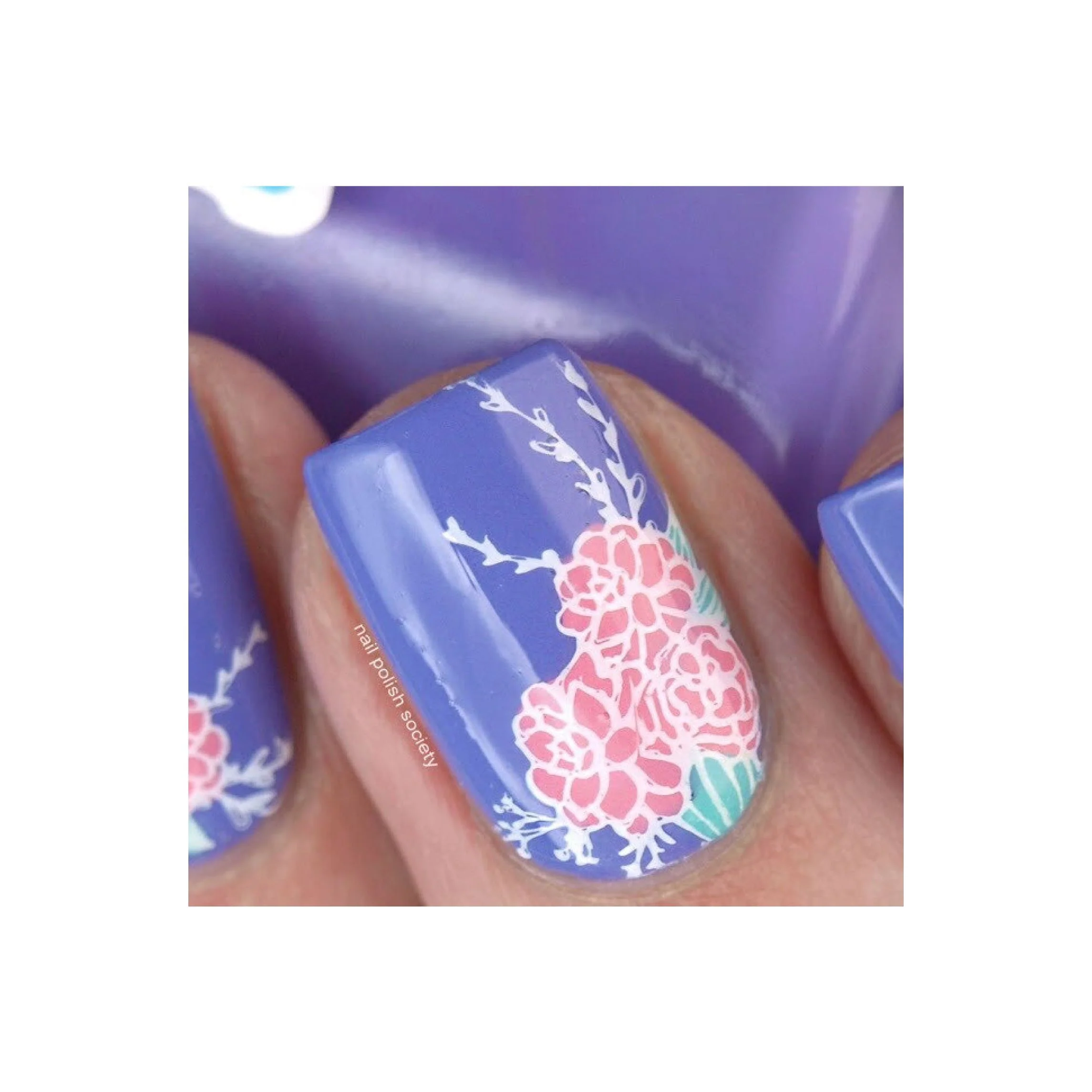 Succulents - Image 15