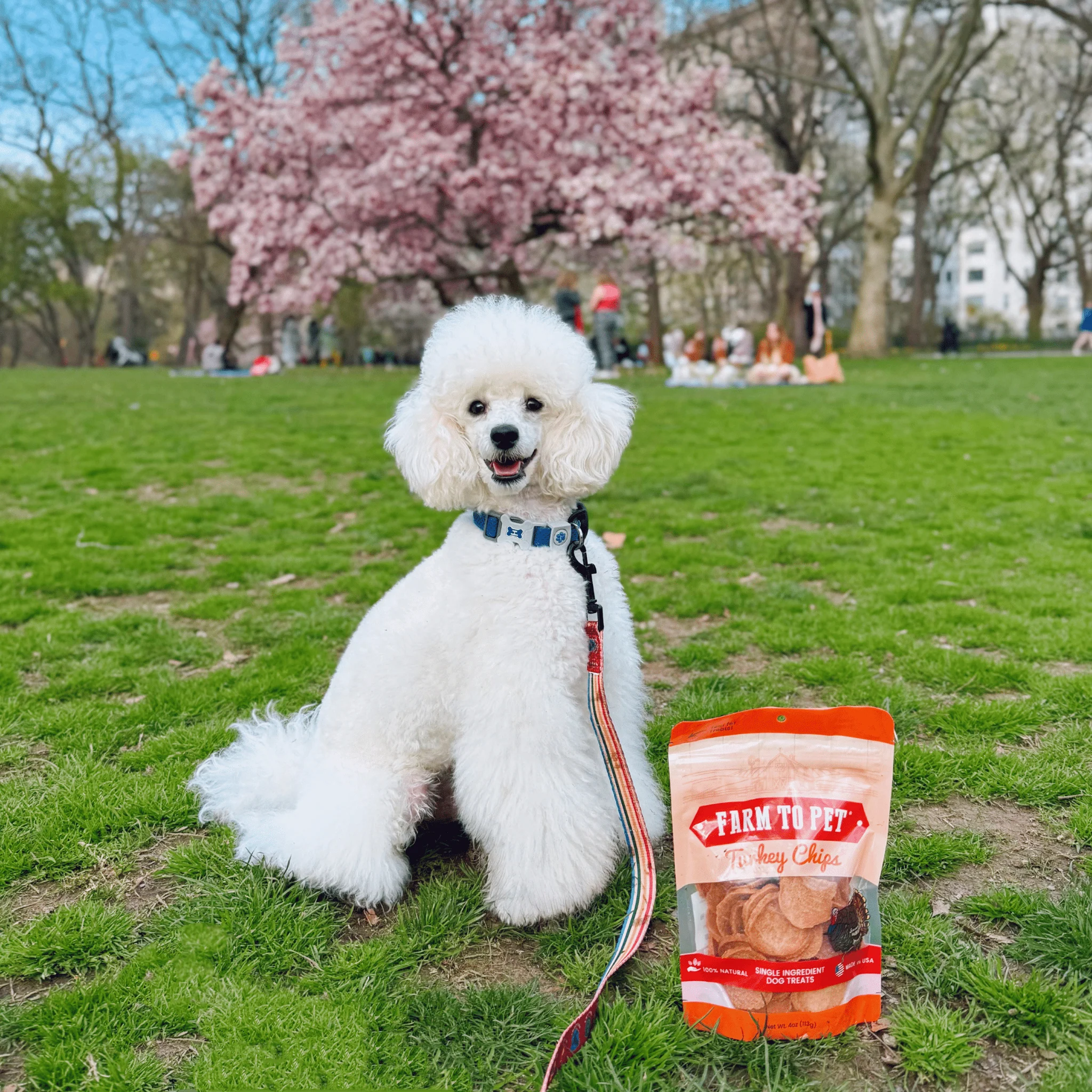 Turkey Chips for Dogs | All-Natural Single-Ingredient Healthy Dog Treats - Image 4