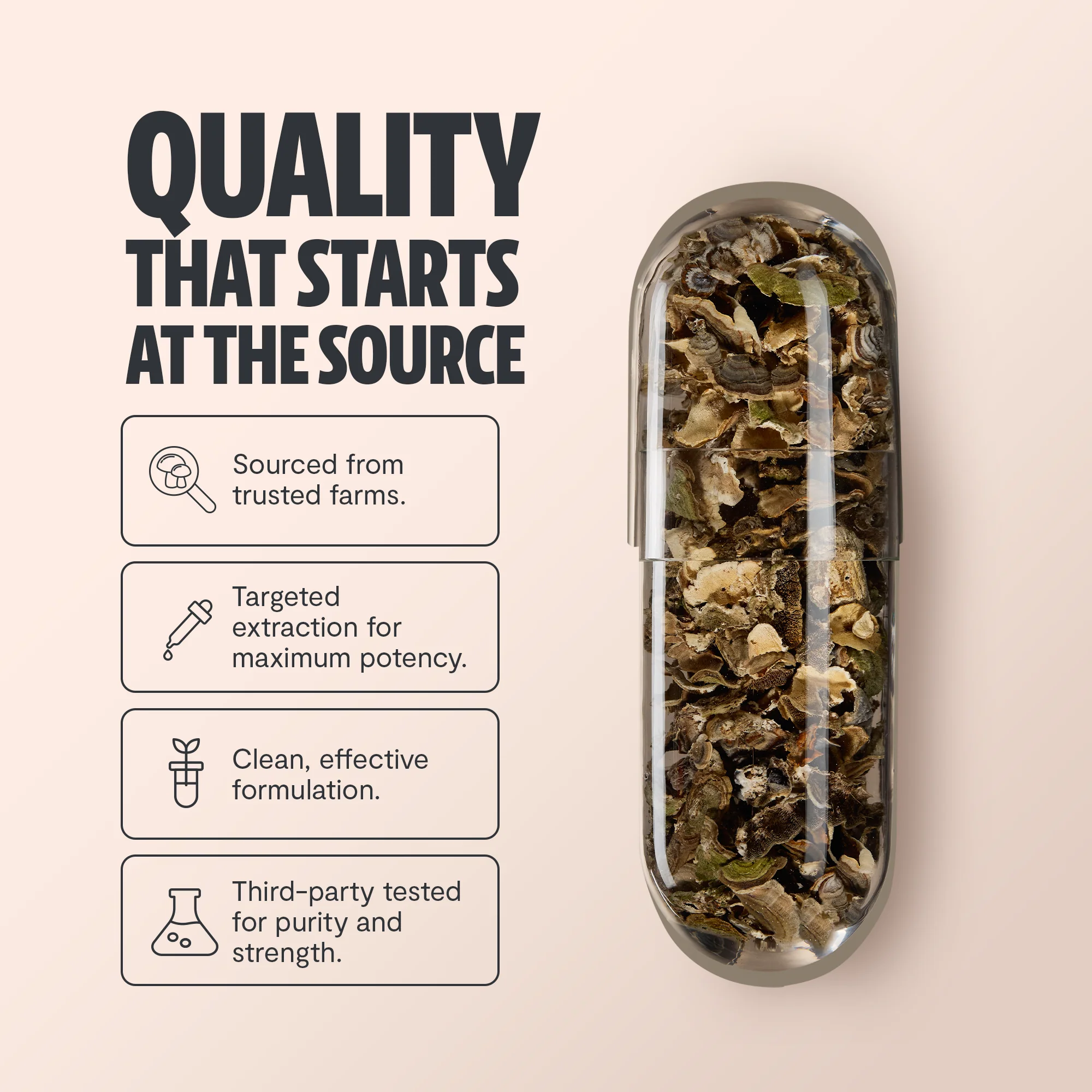 Organic Turkey Tail Mushroom Capsules - Image 4