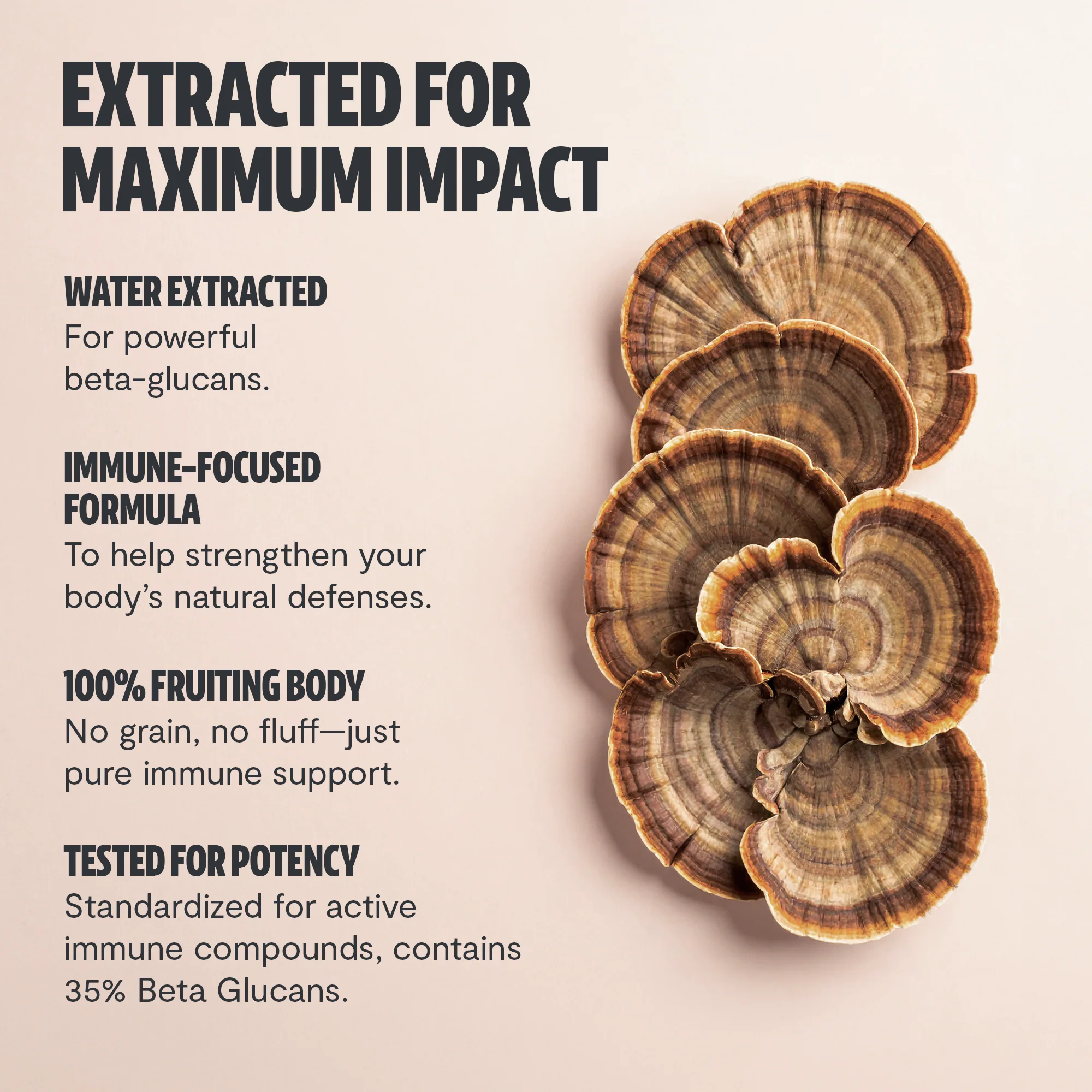 Organic Turkey Tail Mushroom Powder - Image 6